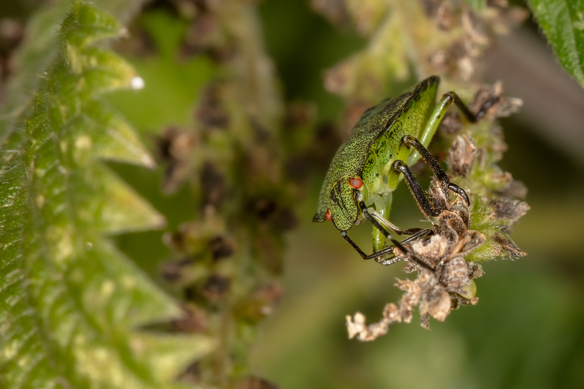 Green Shieldbug (Late Instar)