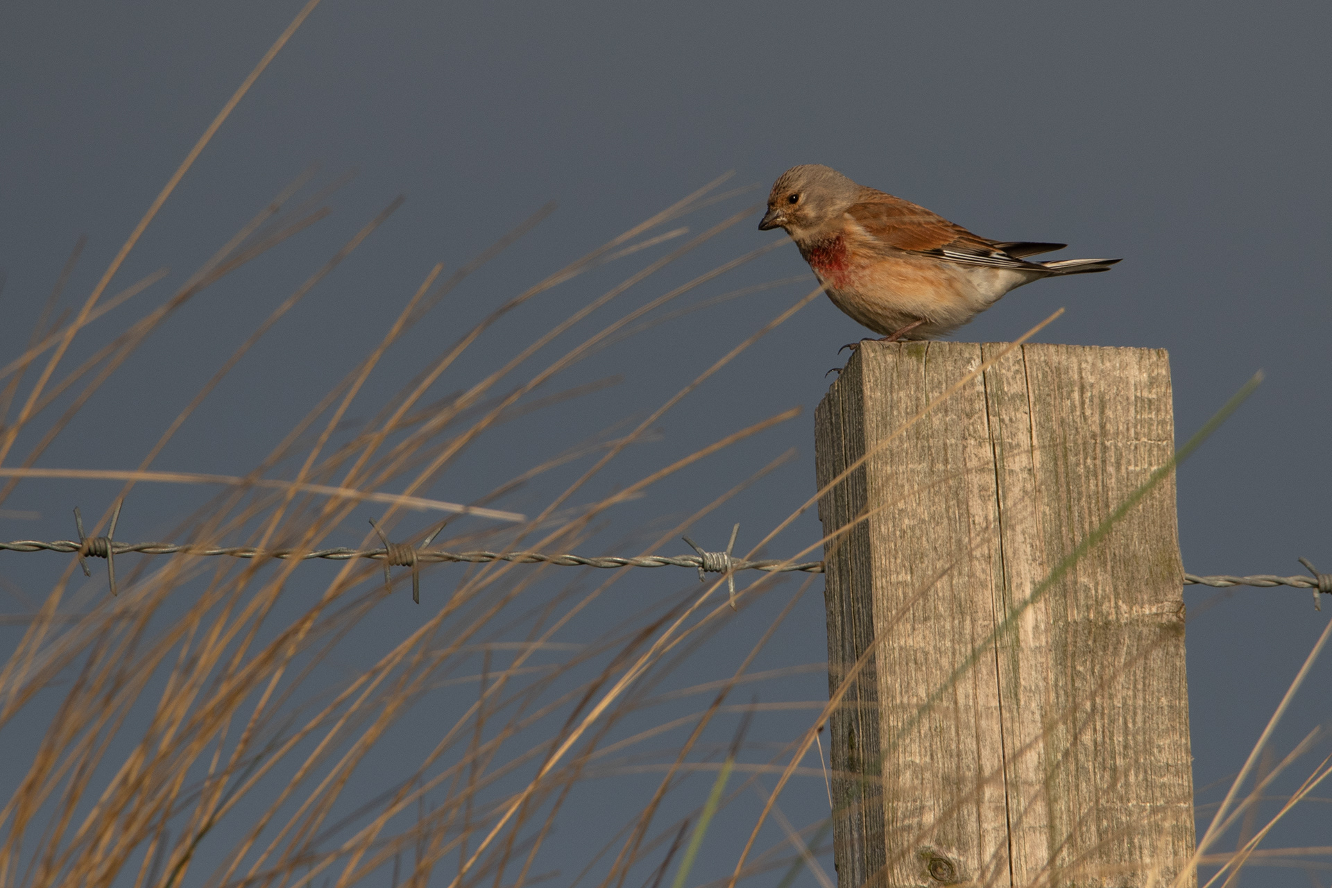 Linnet