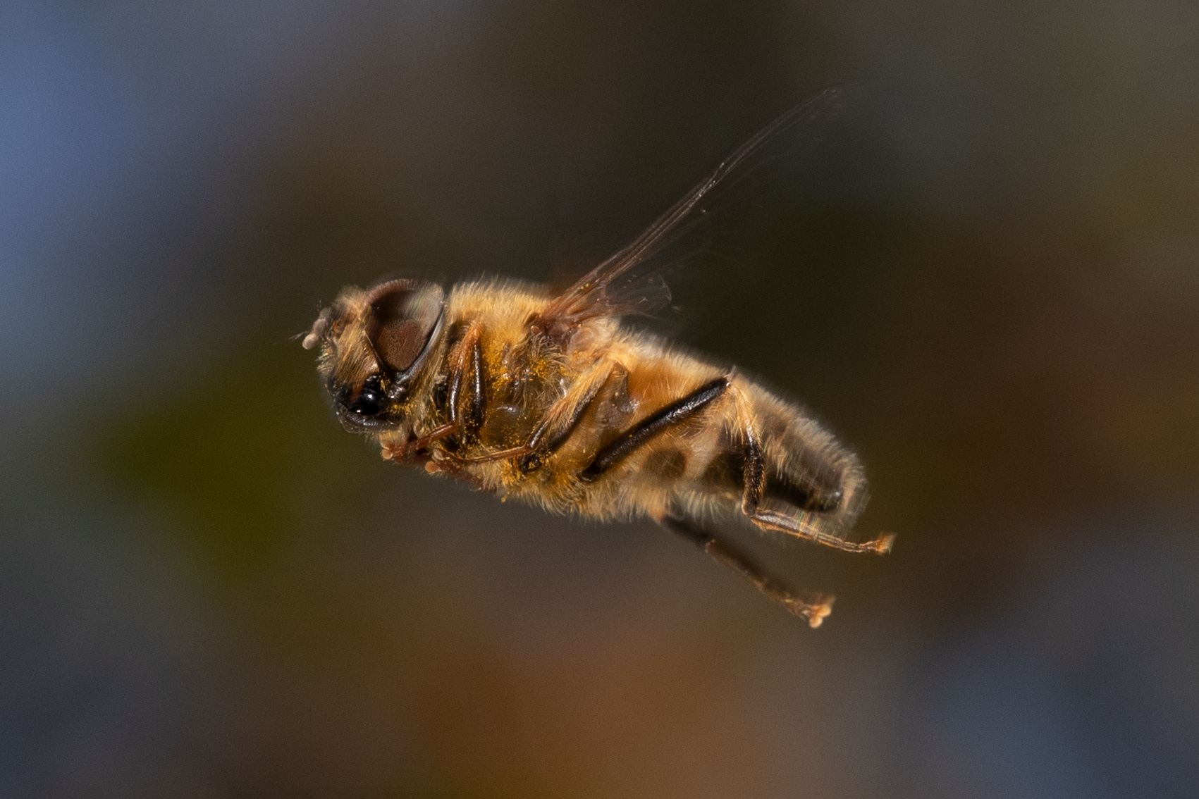 Hoverfly