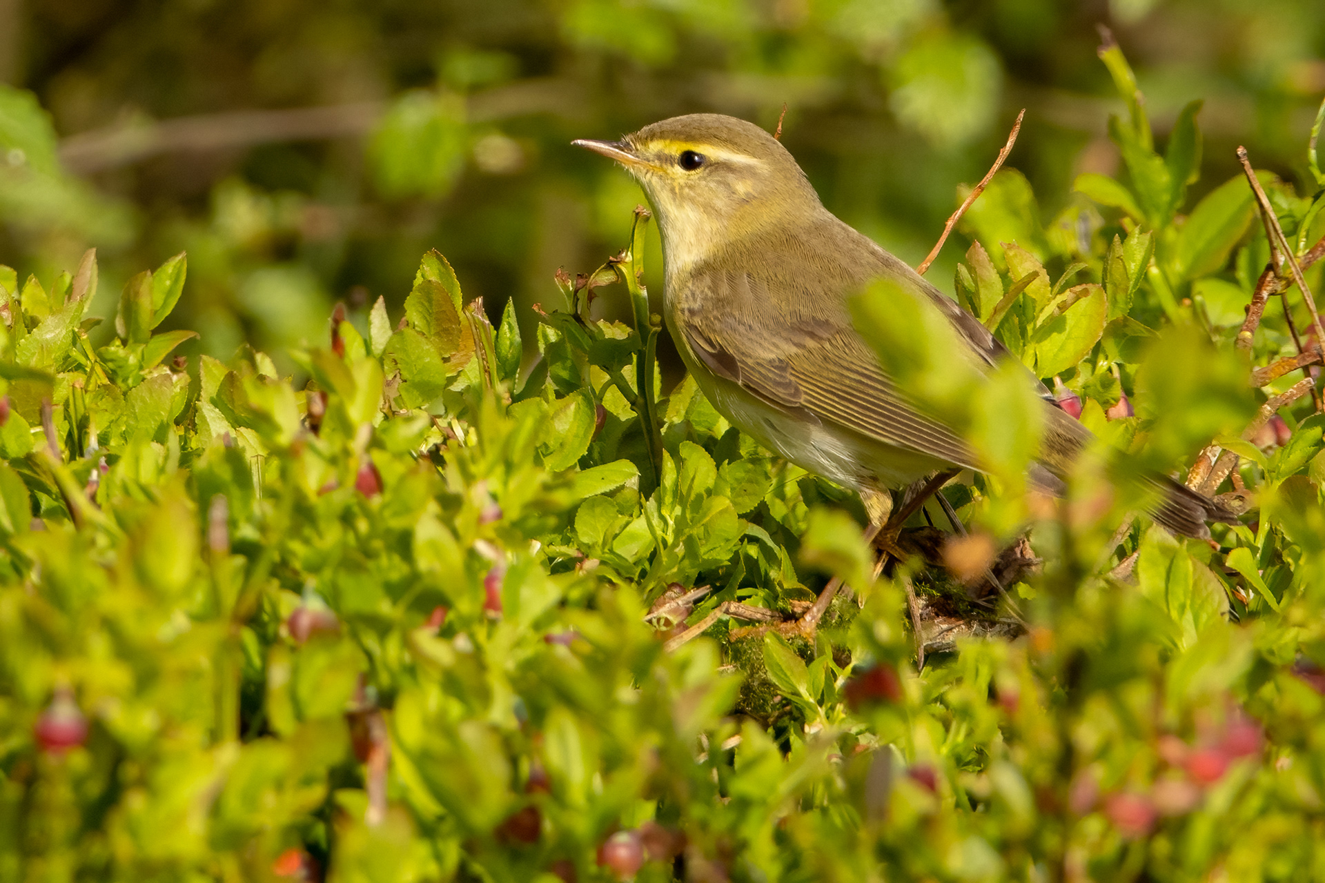 Willow Warbler