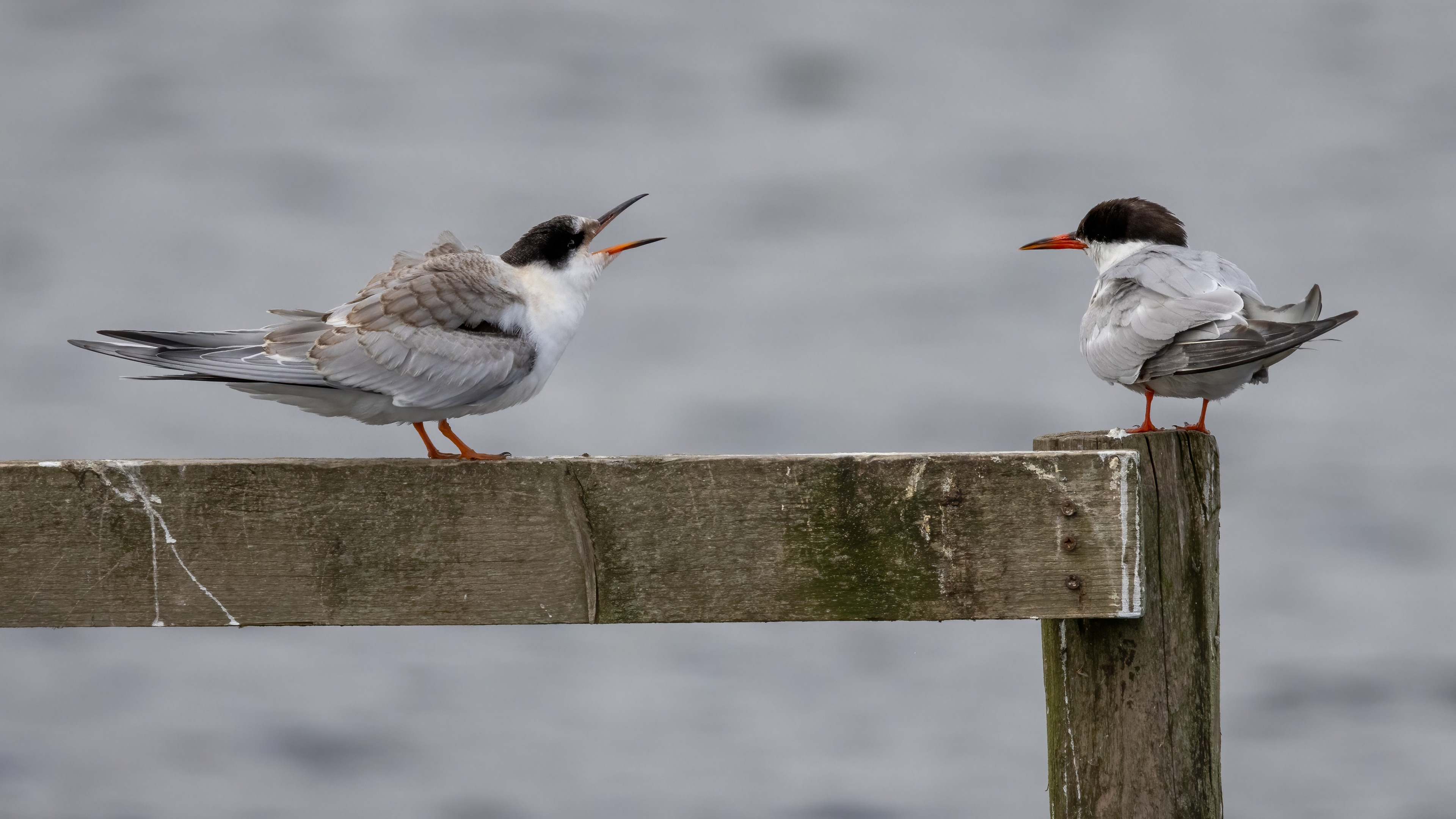 Common Tern and Juvenile