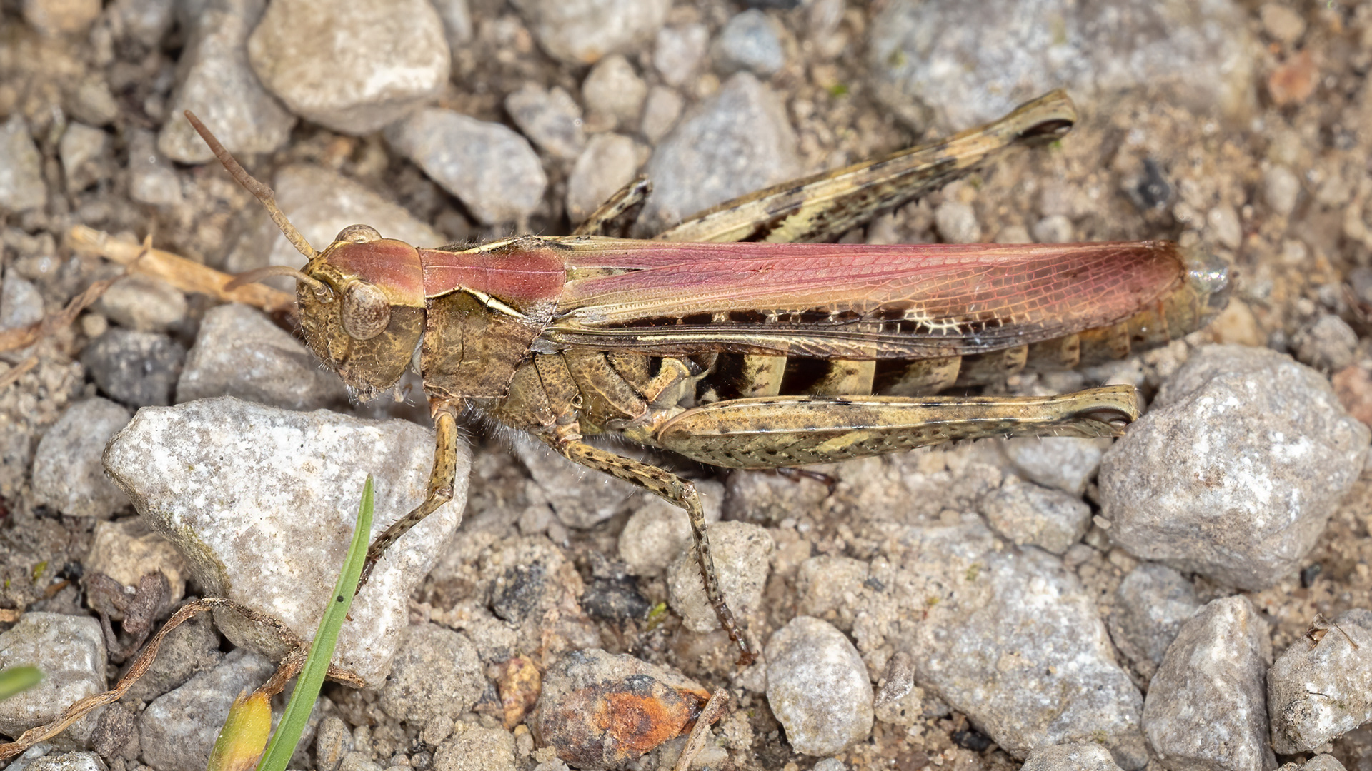 Grasshopper (species TBD)