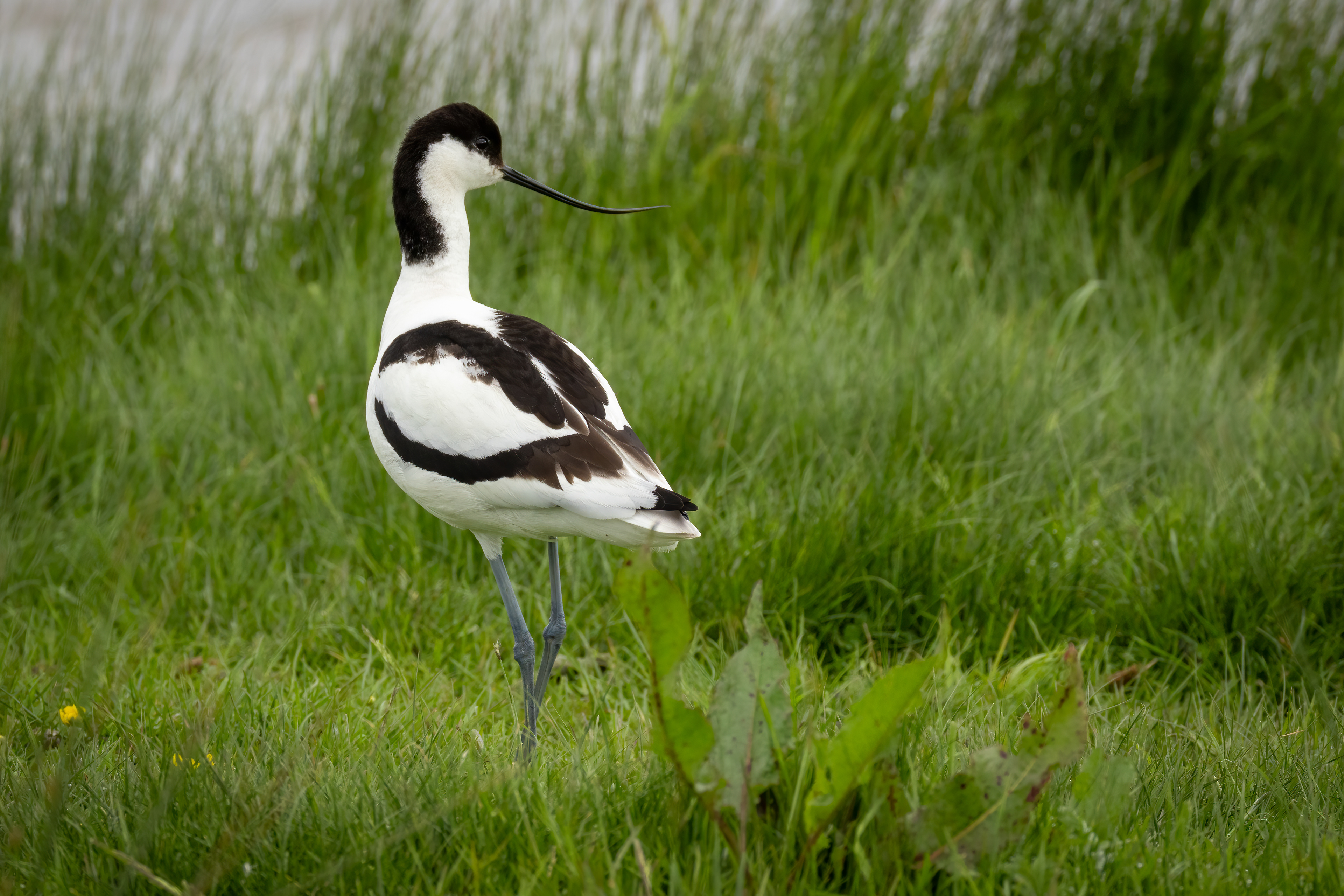 Avocet