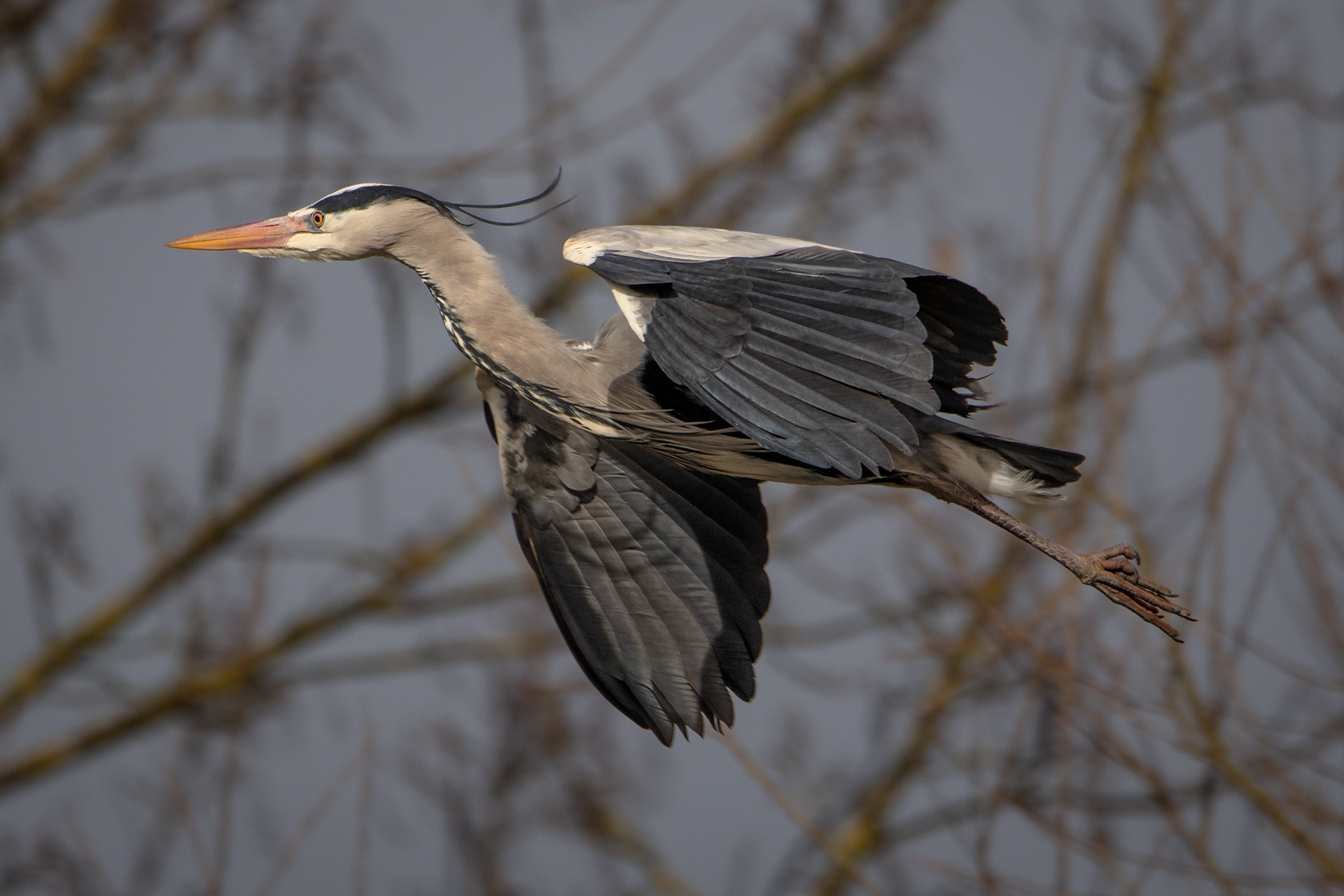 Grey Heron