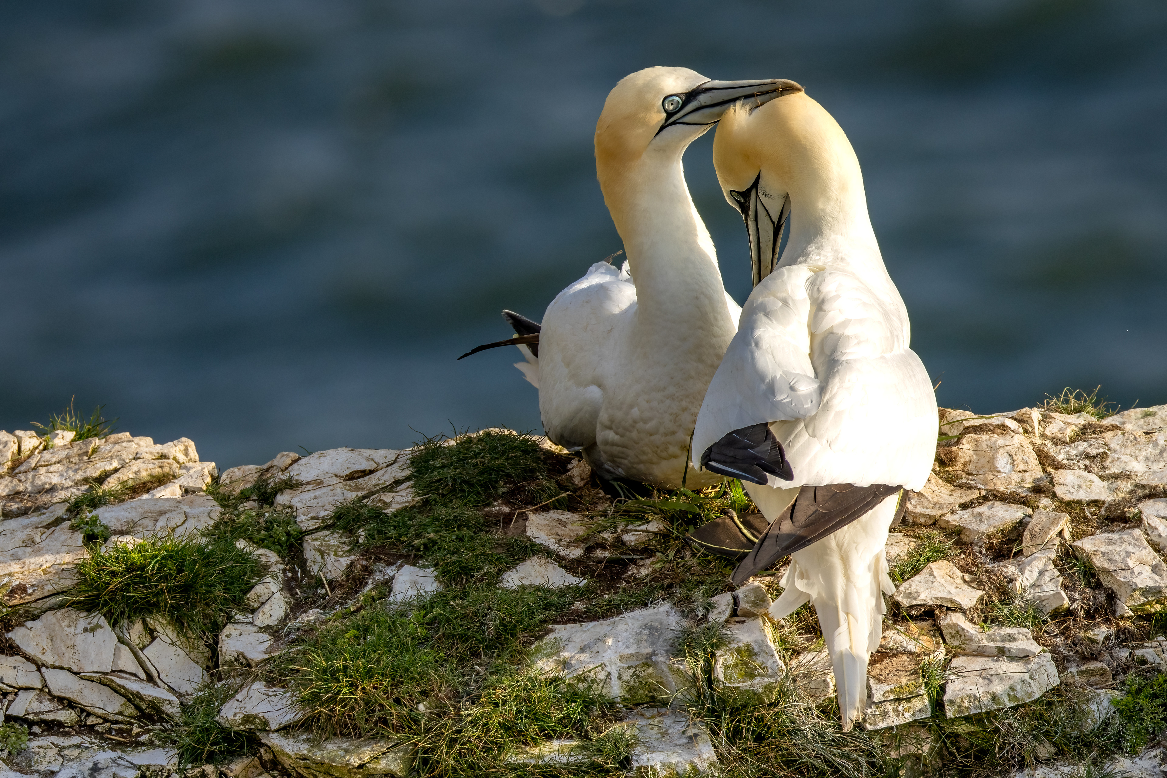 Gannets