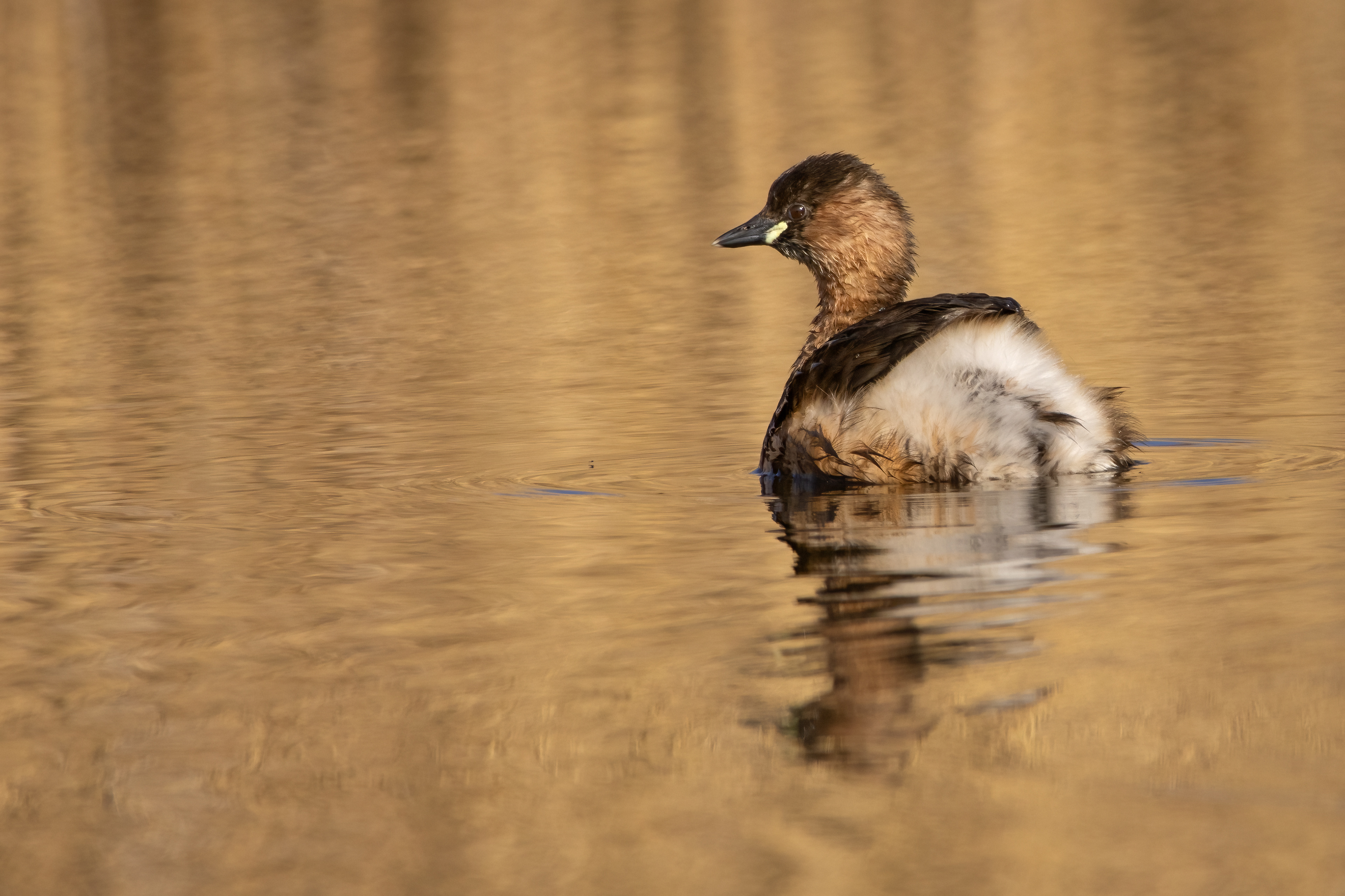 Little Grebe