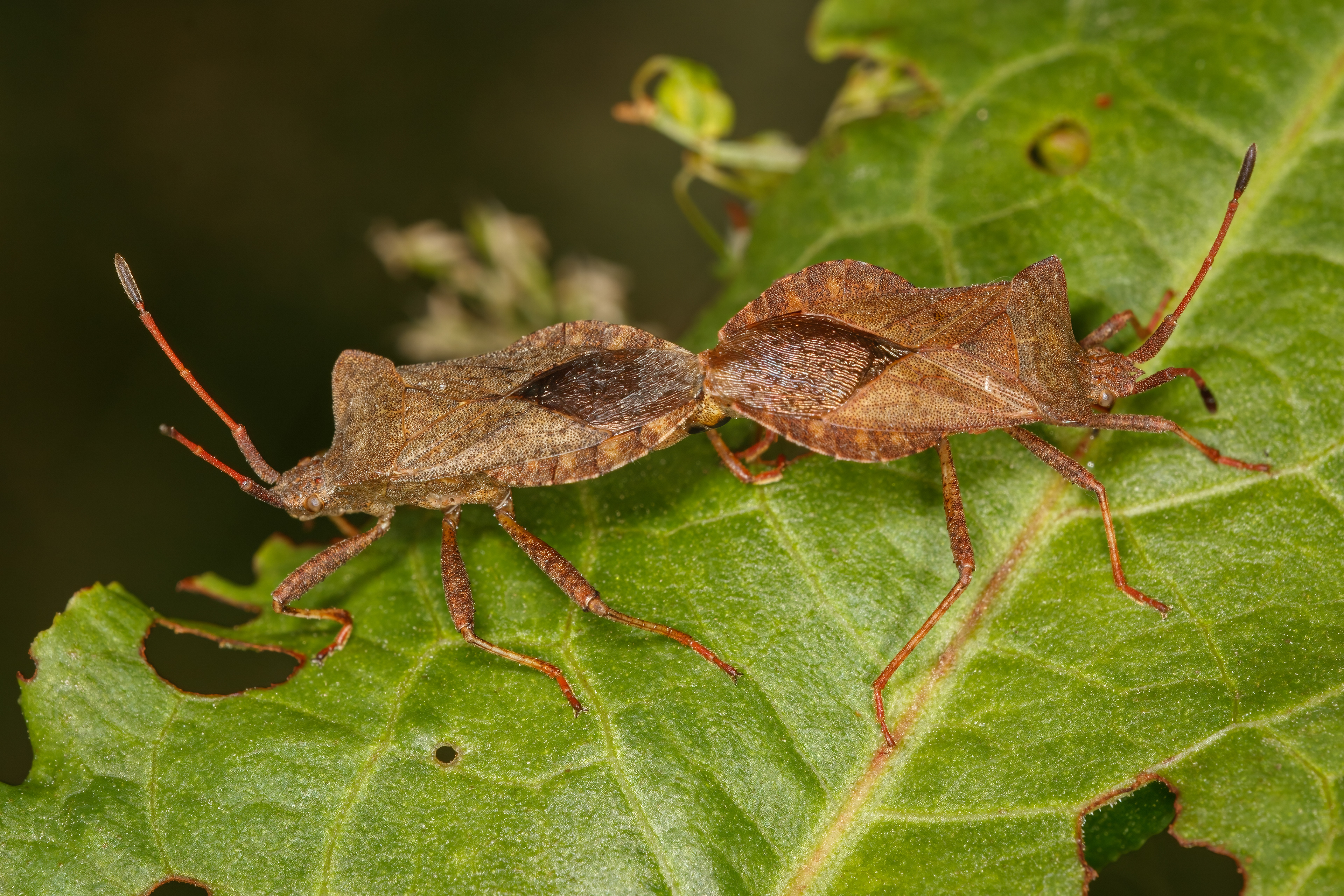 Dock Bugs (mating)