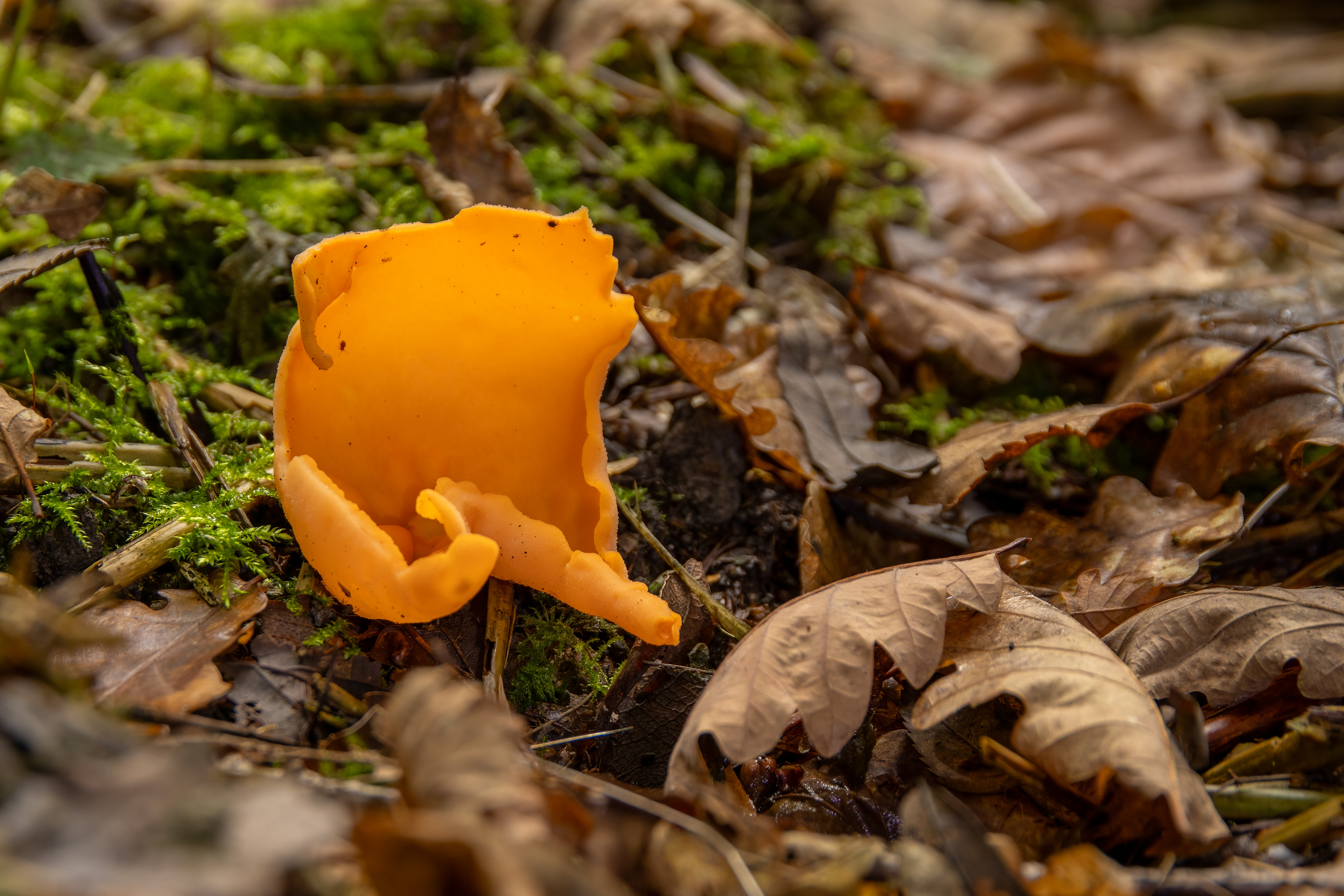 Orange Peel