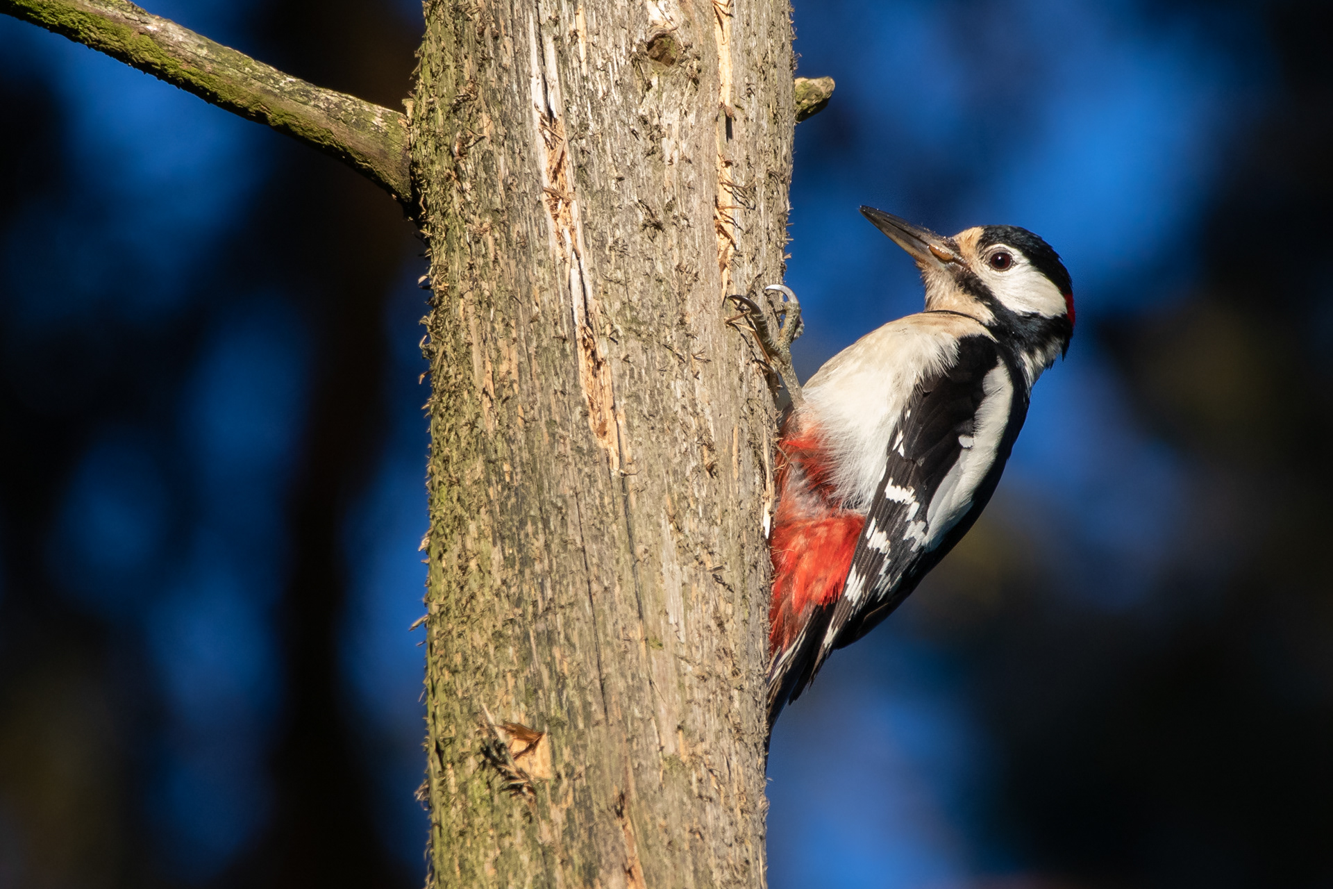 Great Spotted Woodpecker
