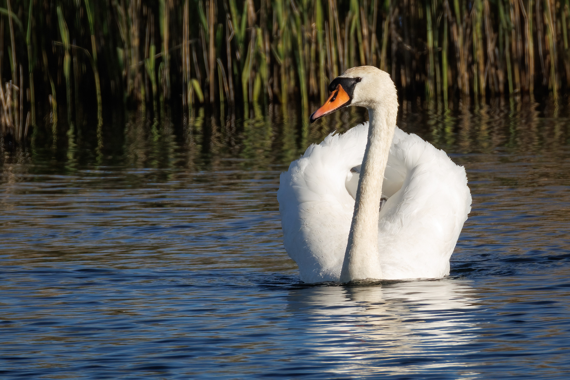 Mute Swan