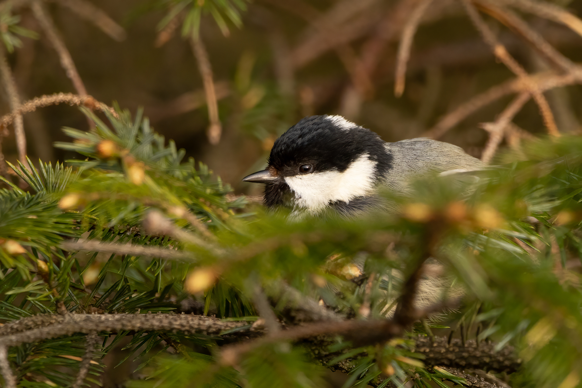 Coal Tit (nesting)
