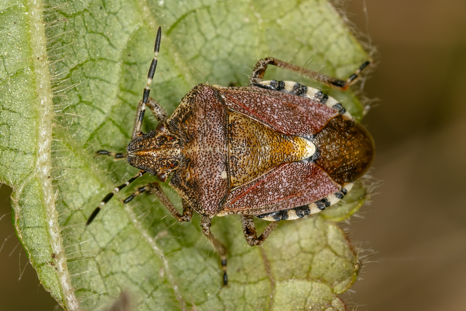 Hairy (or sloe) Shieldbug