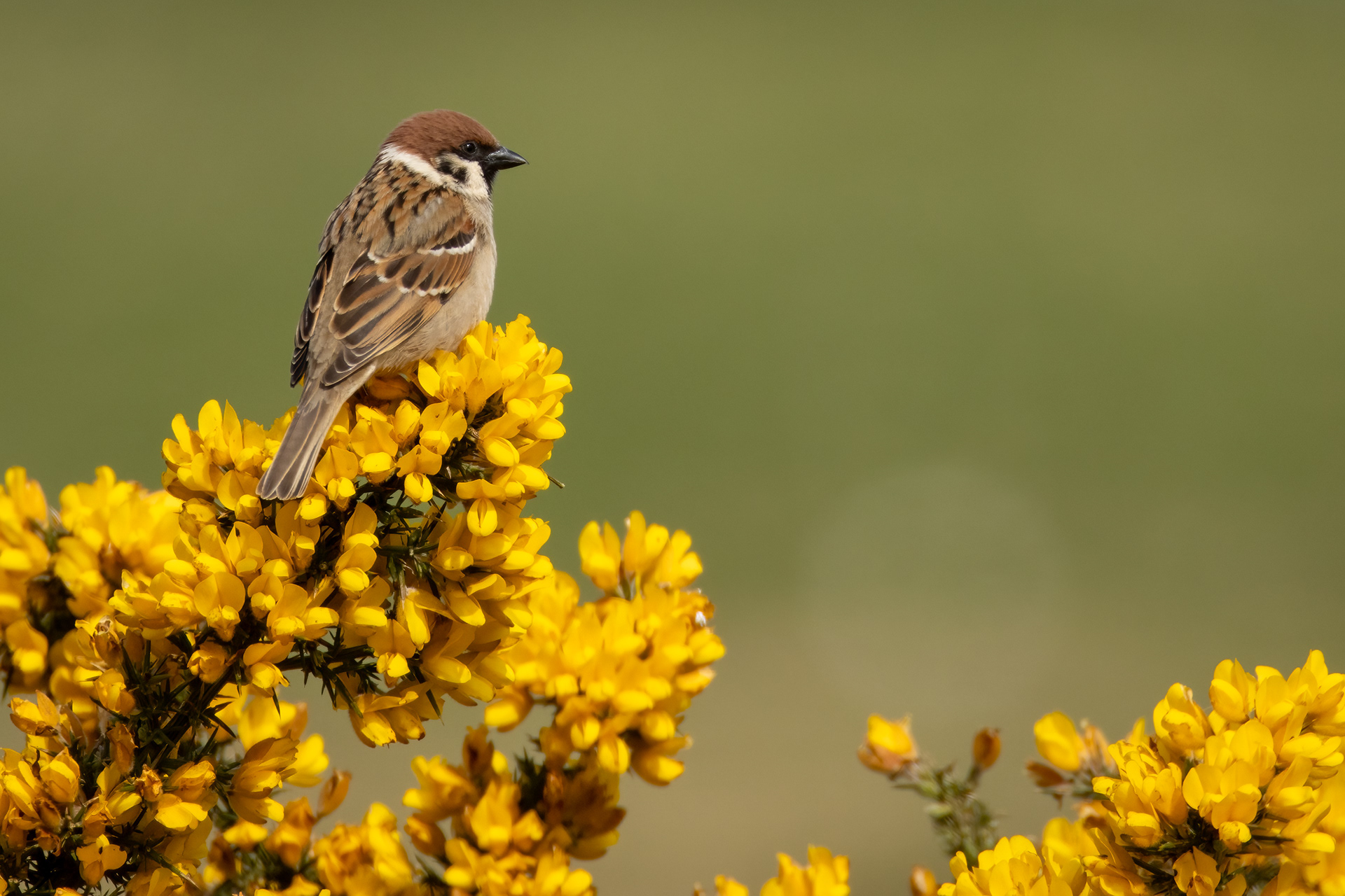 Tree Sparrow