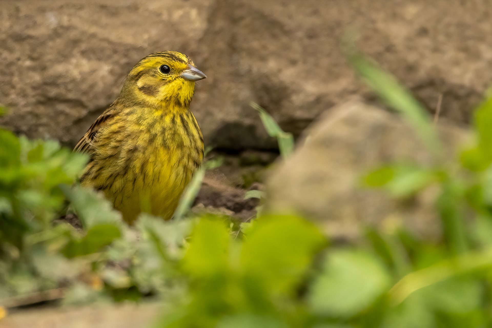 Yellowhammer (female)