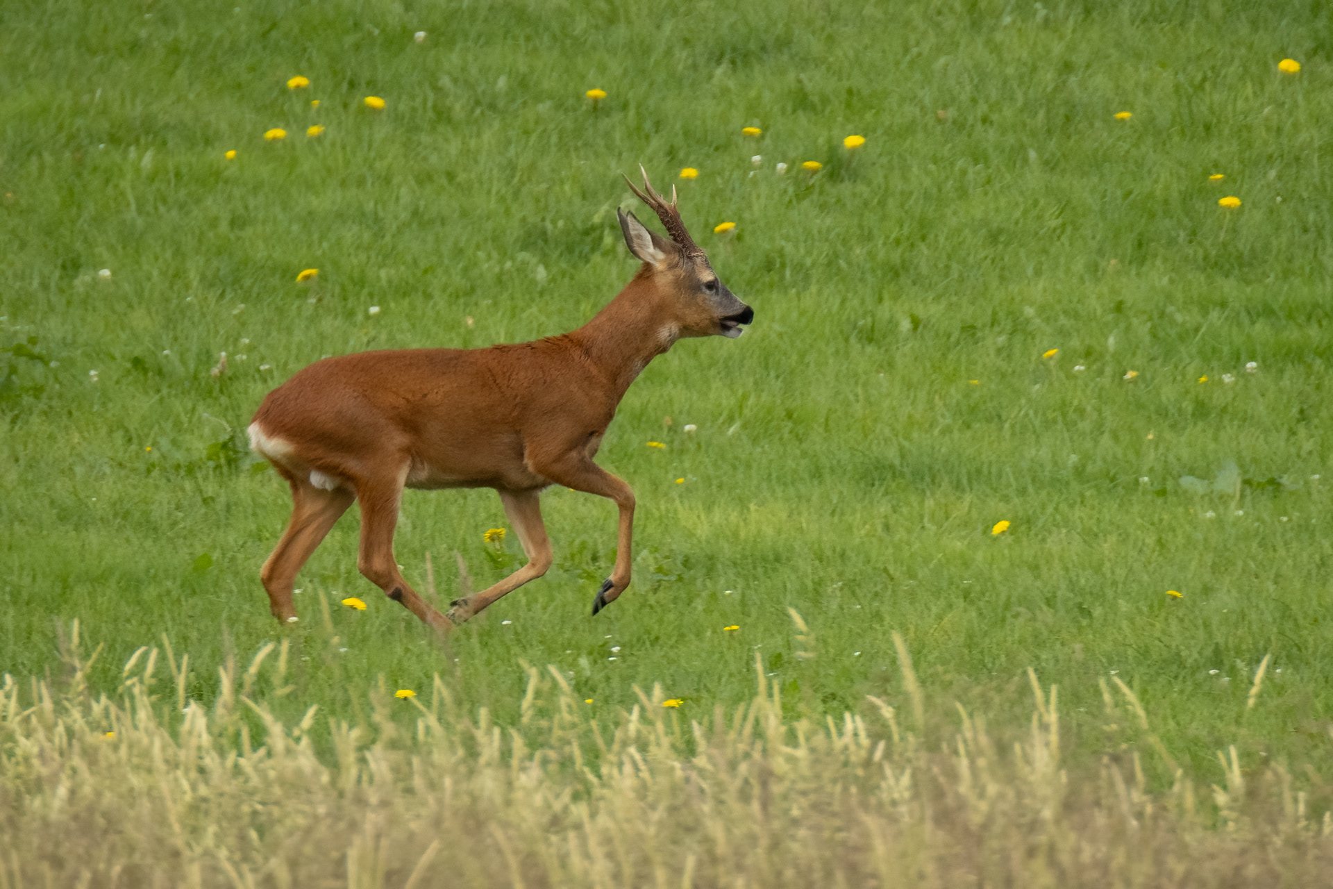 Roe Deer