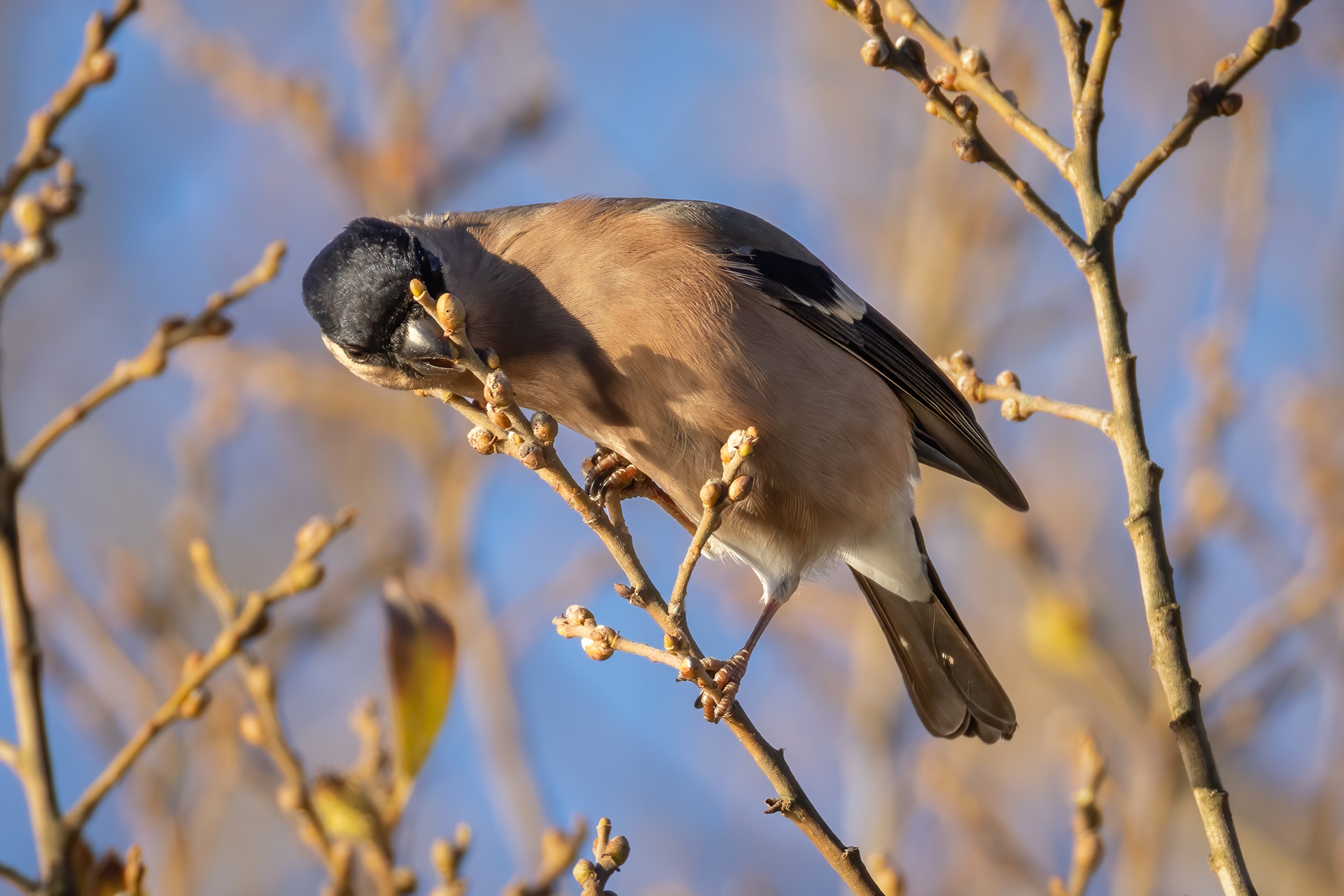 Bullfinch (female)