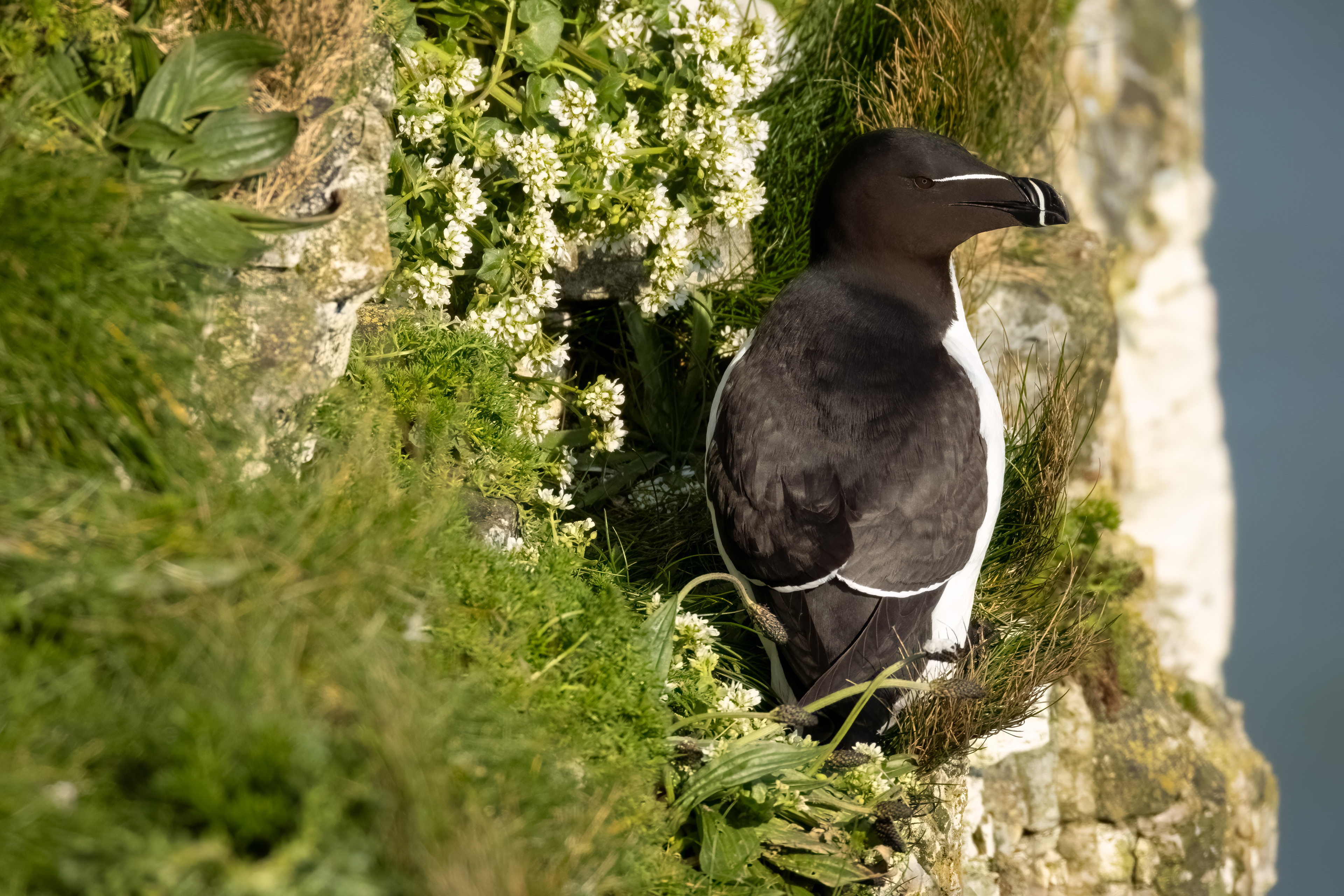 Razorbill