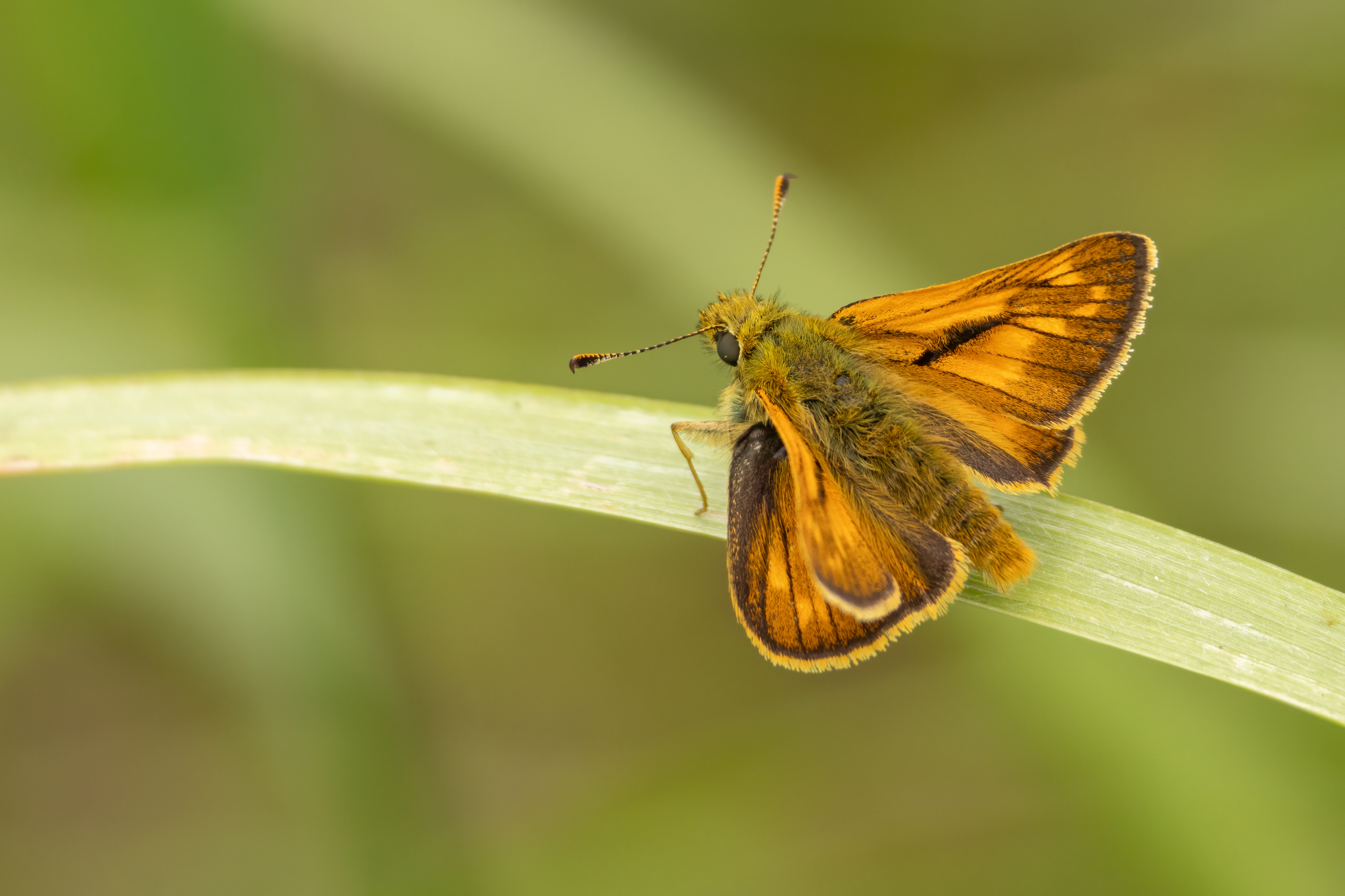 Large Skipper Butterfly (male)