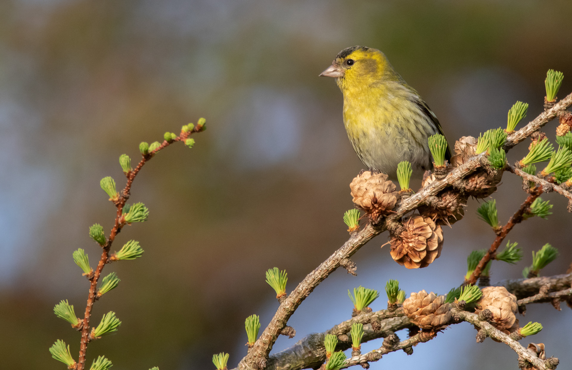 Siskin