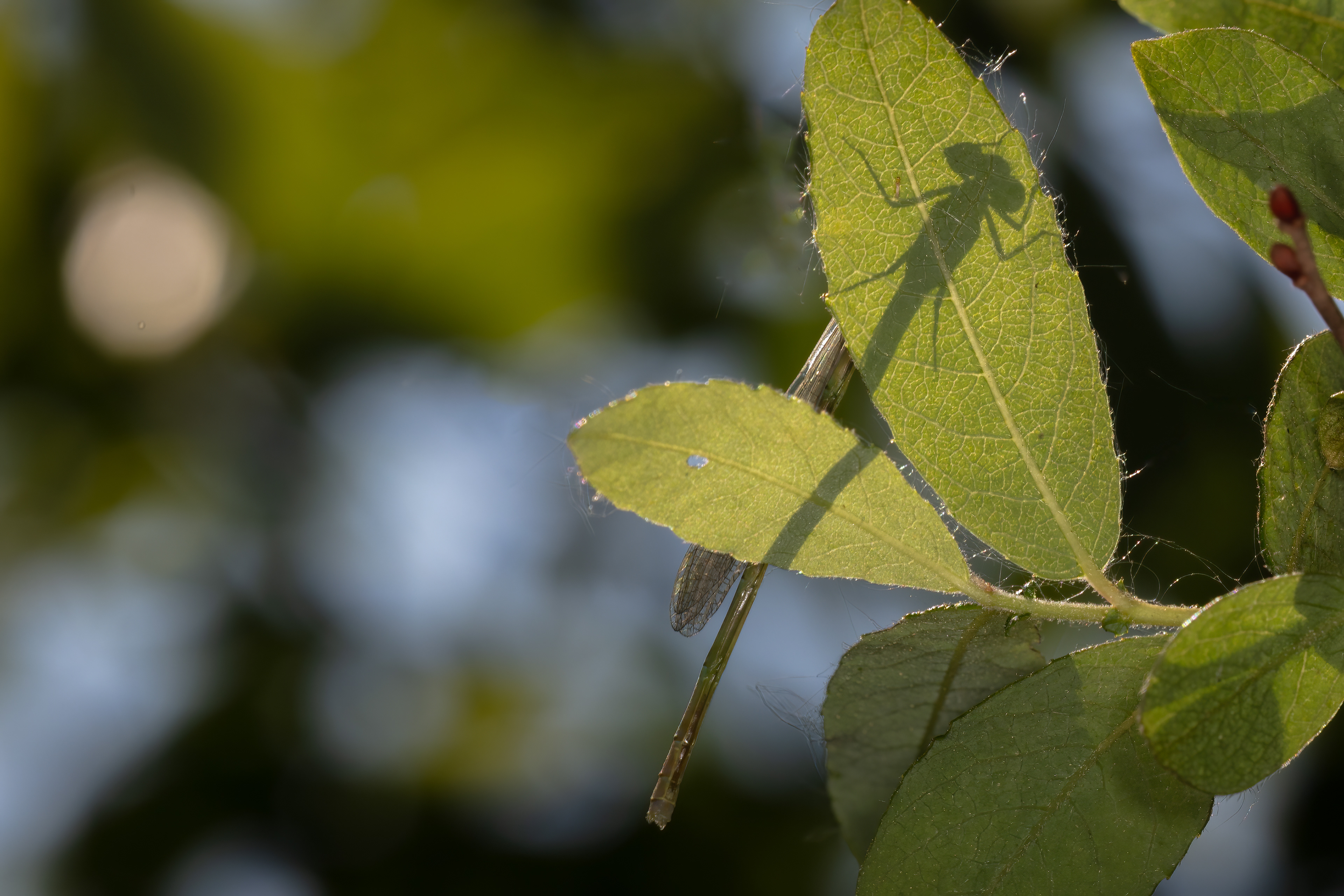 Incognito Damselfly :-)