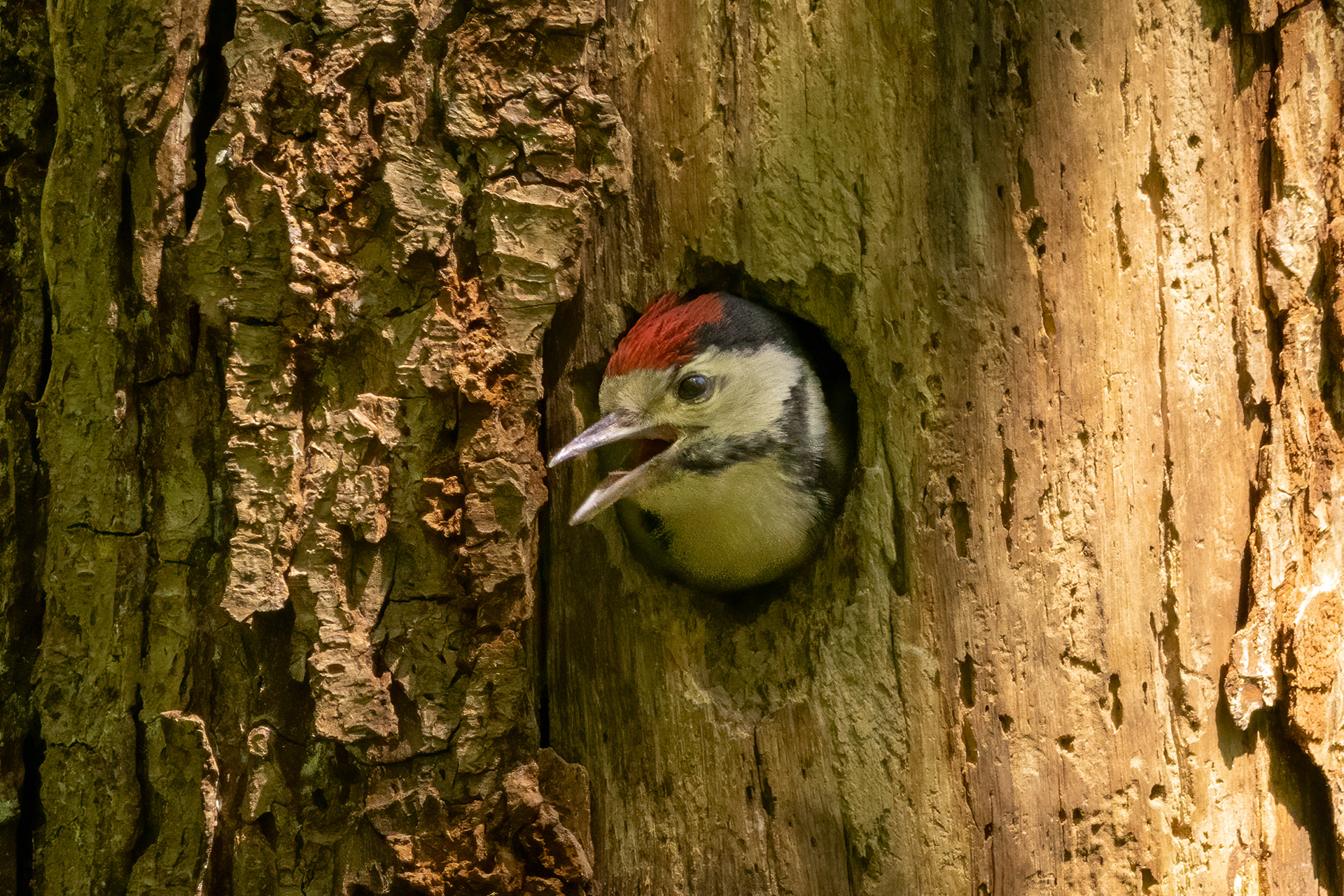 Great Spotted Woodpecker (juvenile)