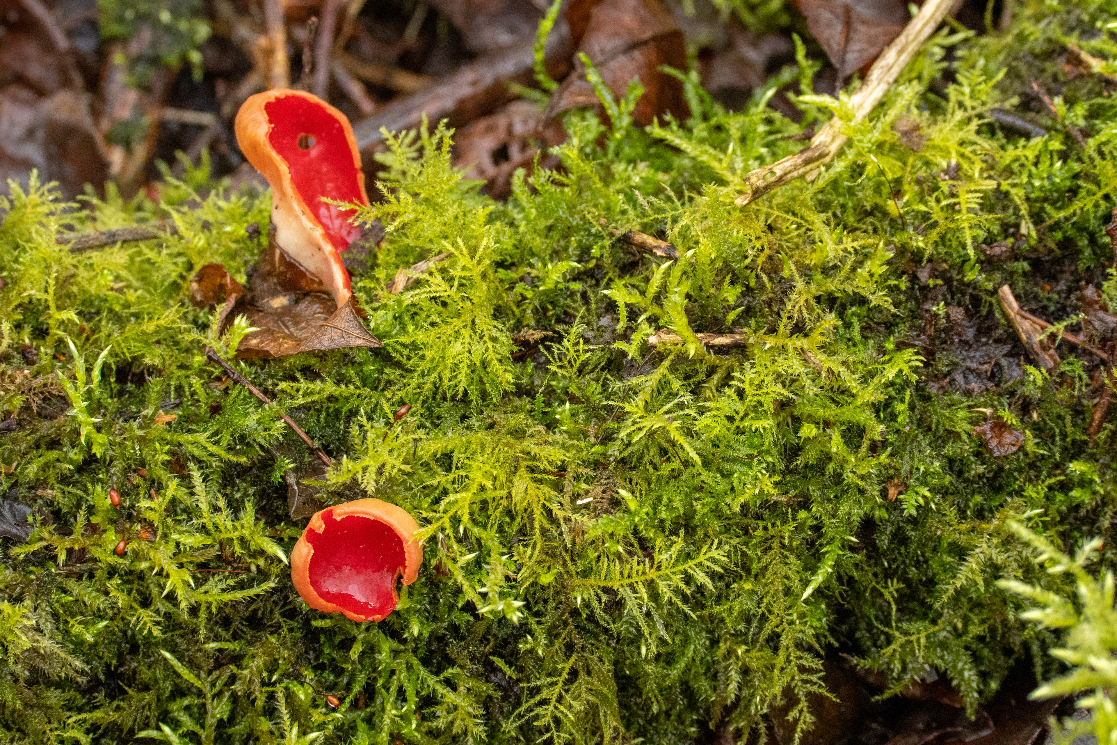 Scarlet Elfcups