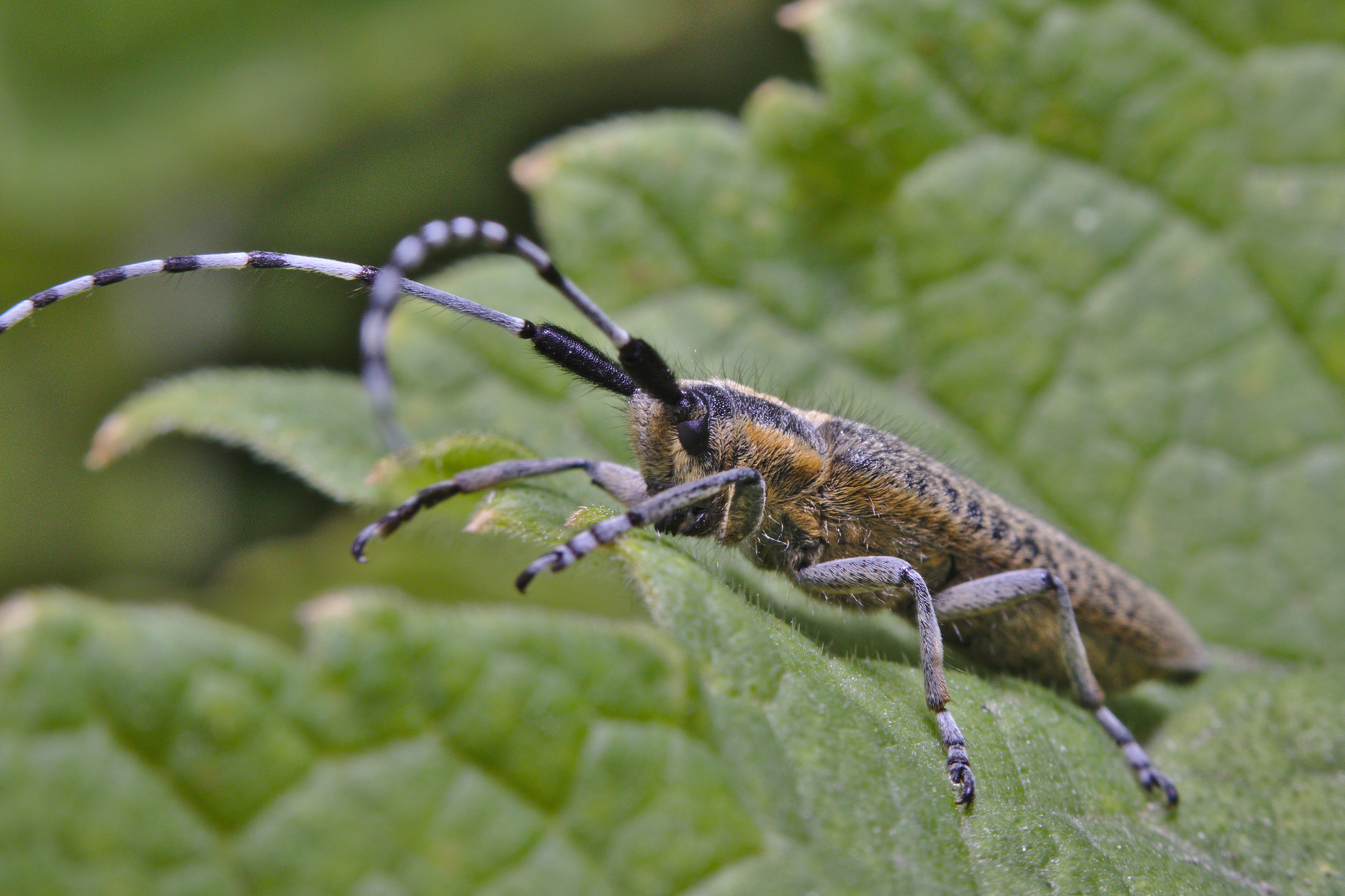 Golden-bloomed Grey Longhorn Beetle