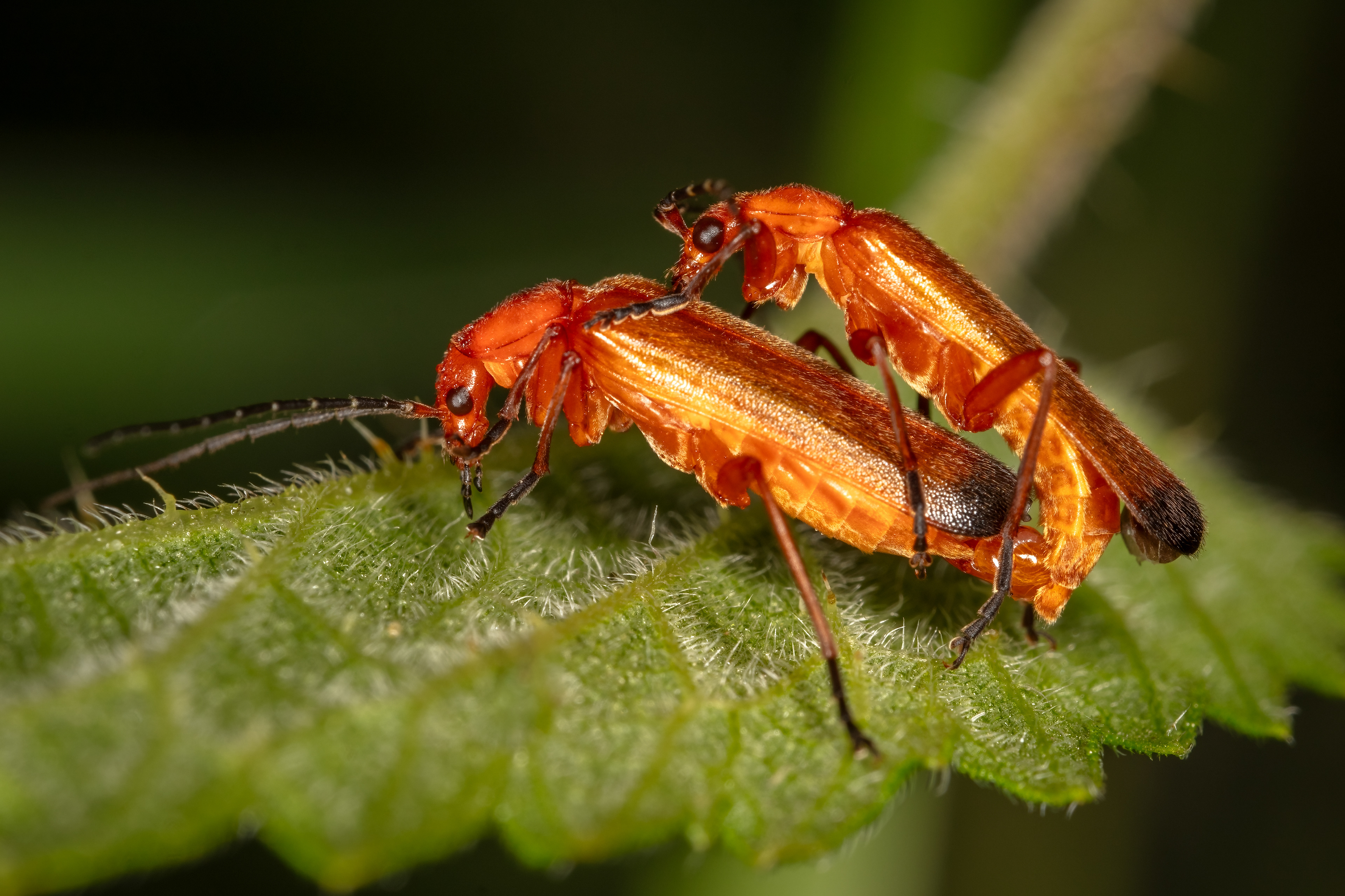 Soldier Beetles (mating)