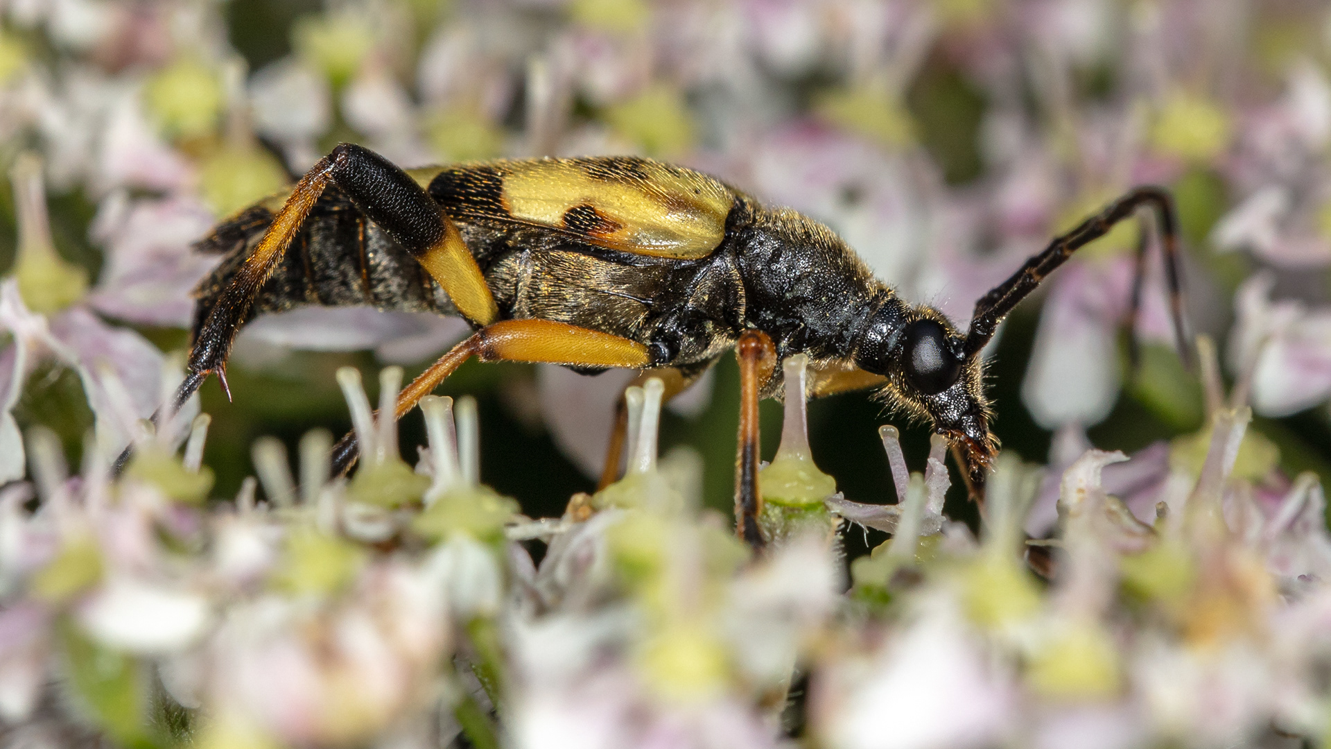 Spotted Longhorn Beetle