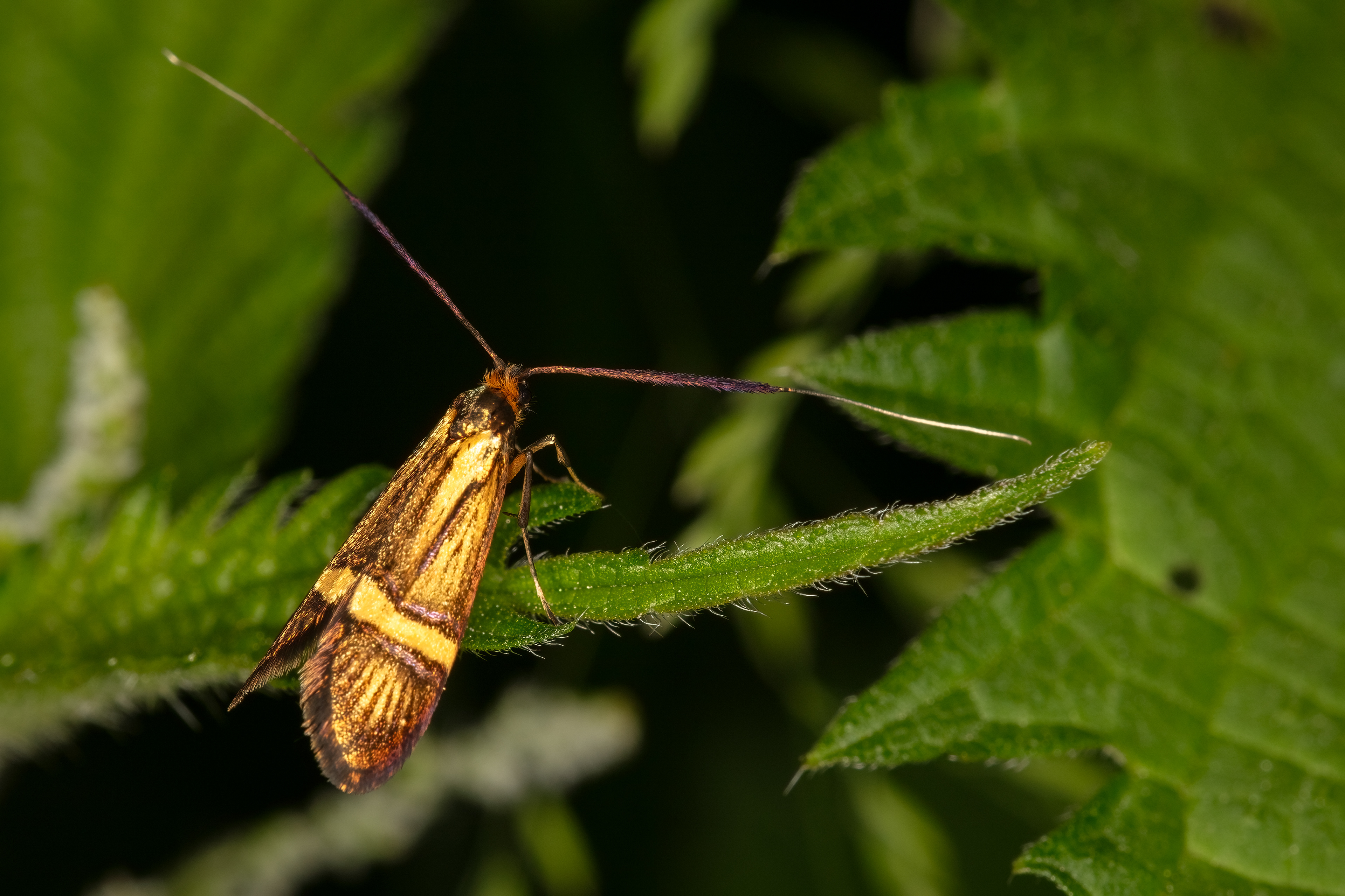 Longhorn Moth