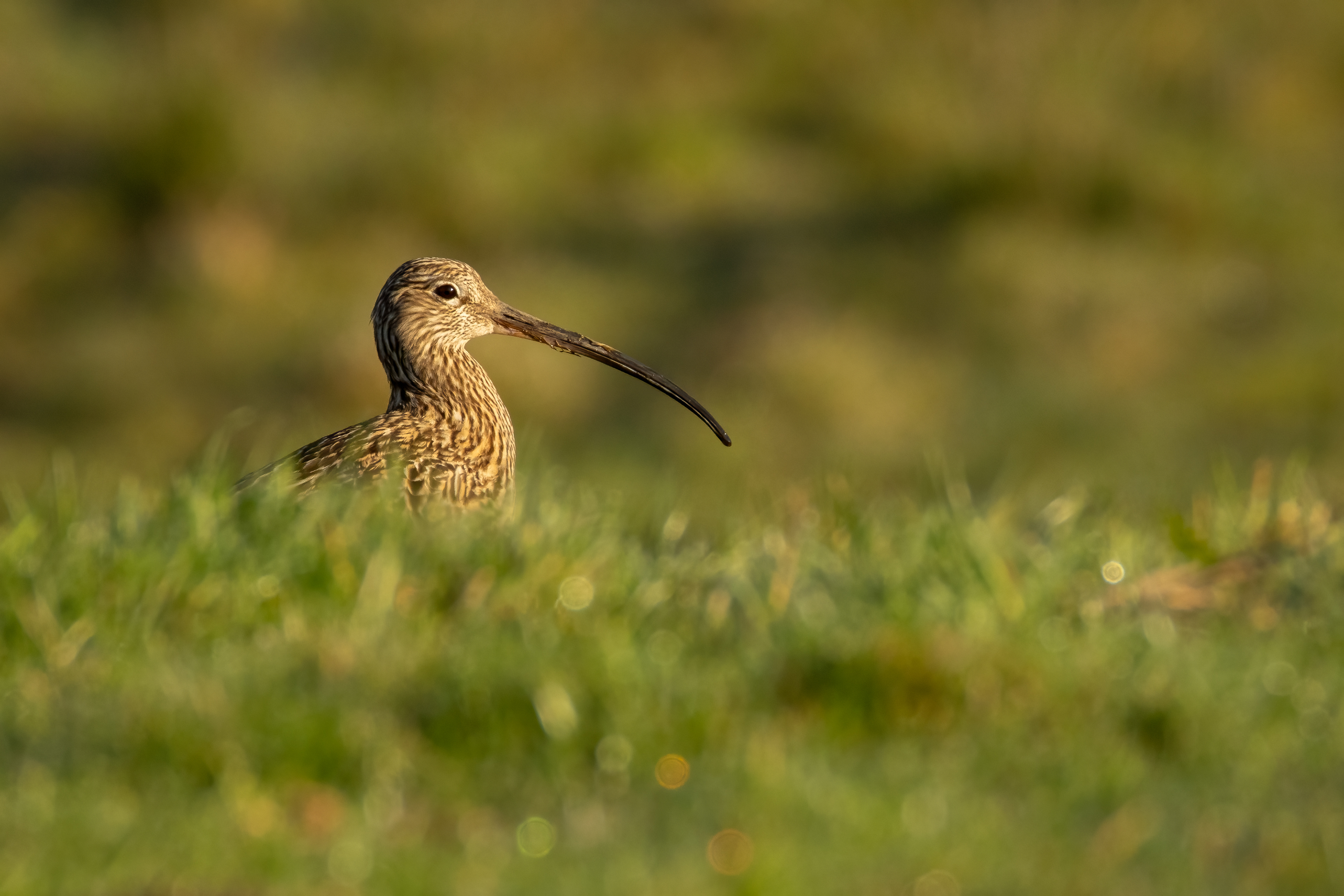 Curlew
