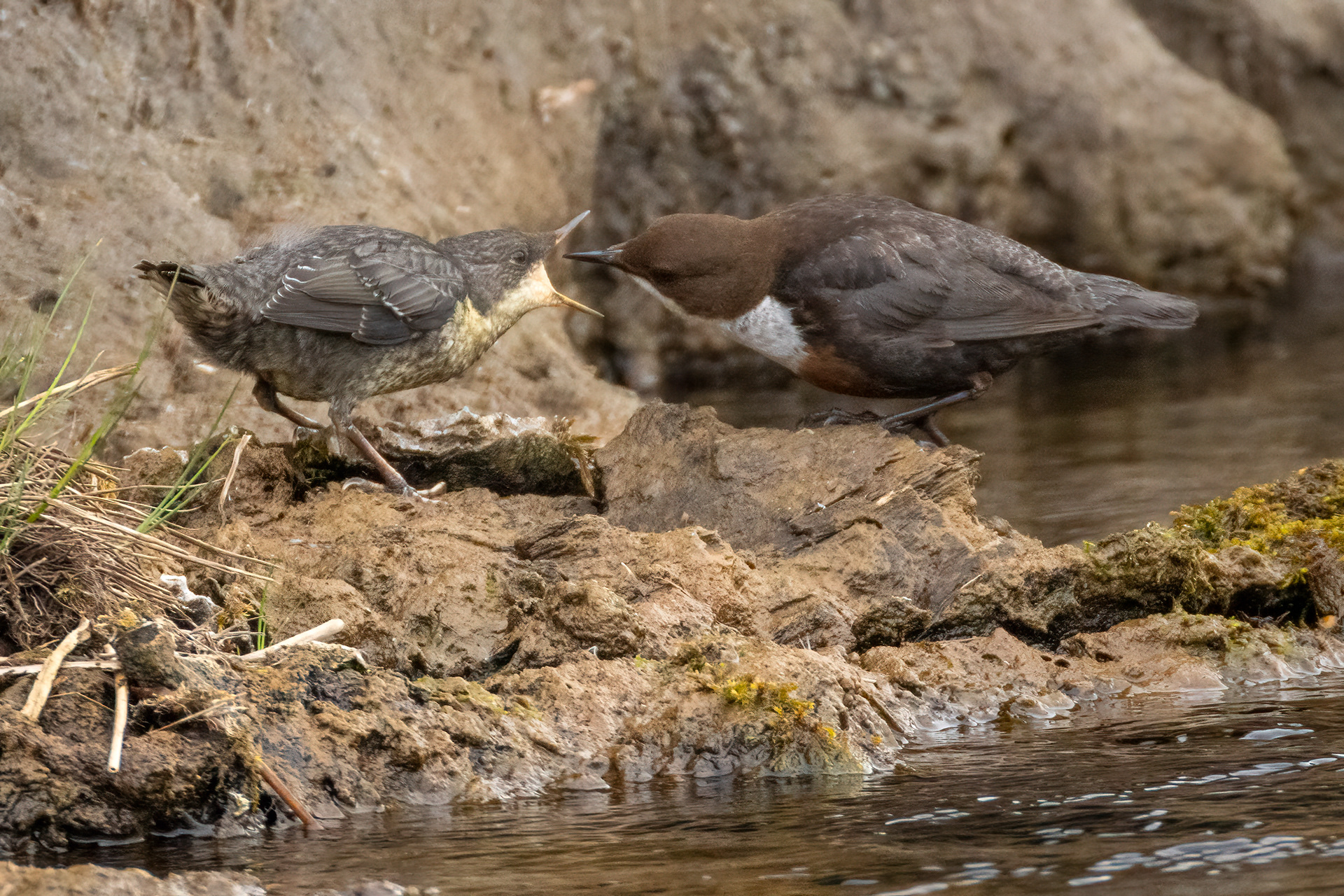 Dipper and Juvenile Feeding