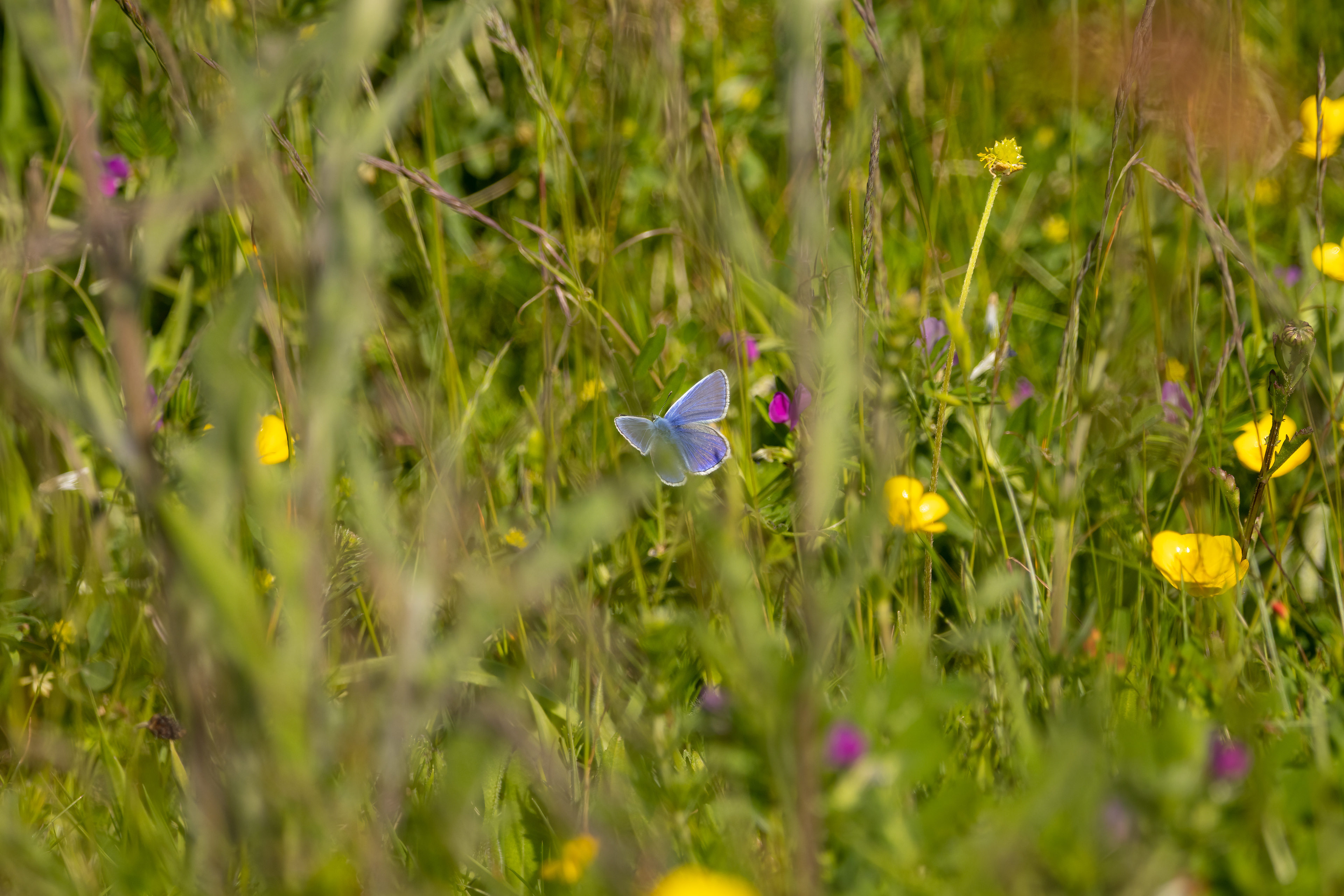 Common Blue Butterfly
