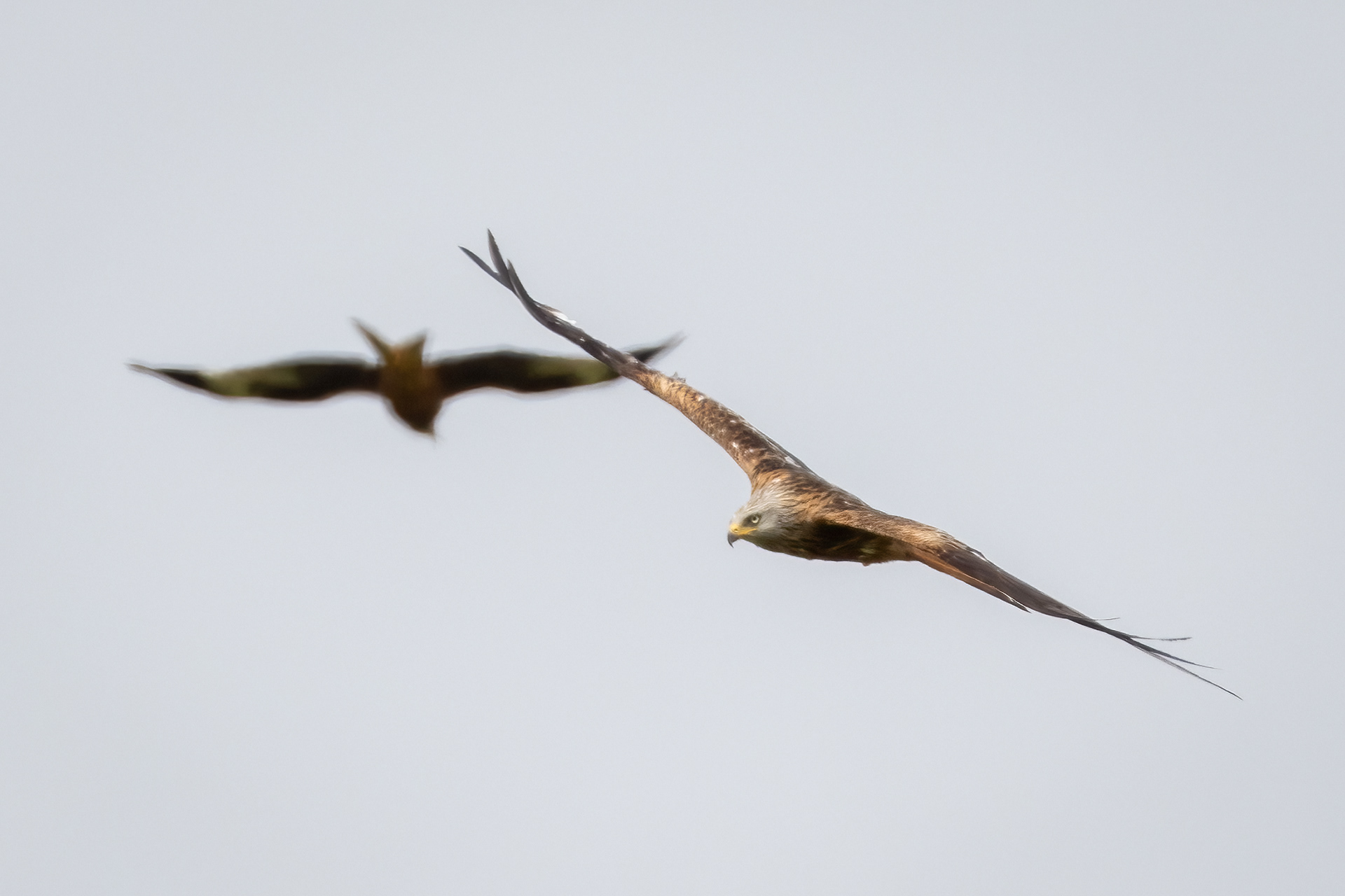 Red Kites