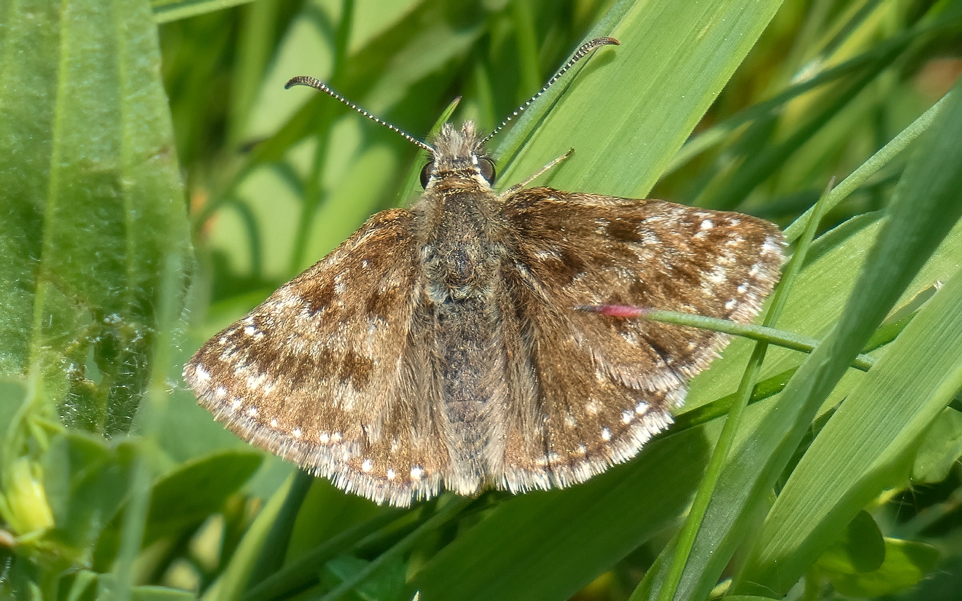 Dingy Skipper Butterfly