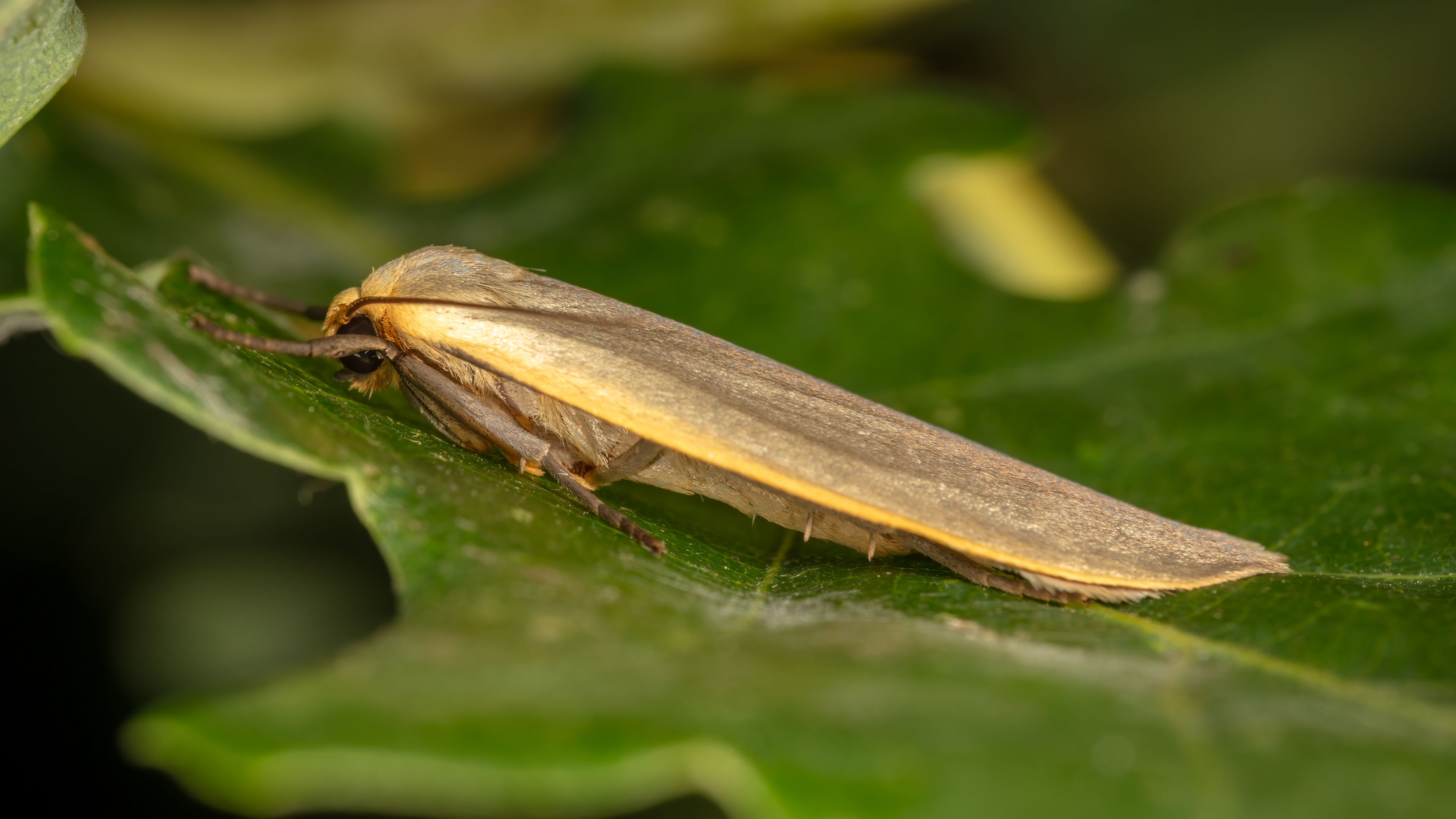 Footman Moth