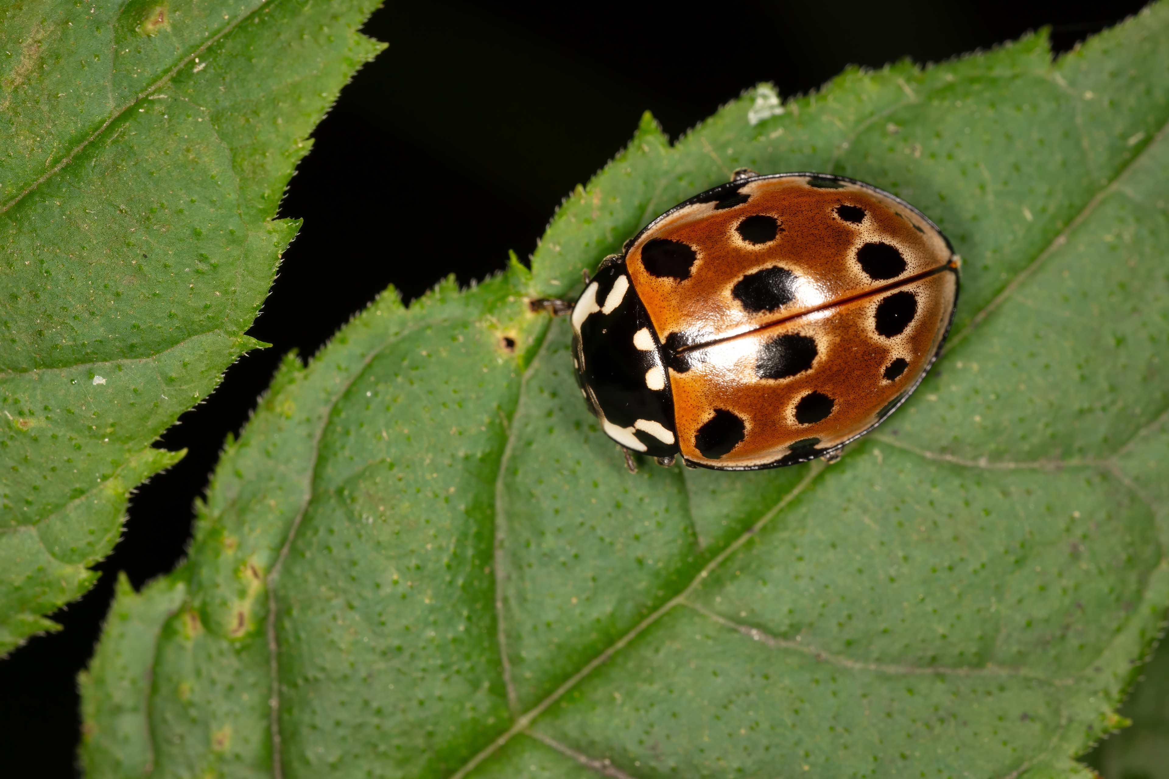 Eyed Ladybird