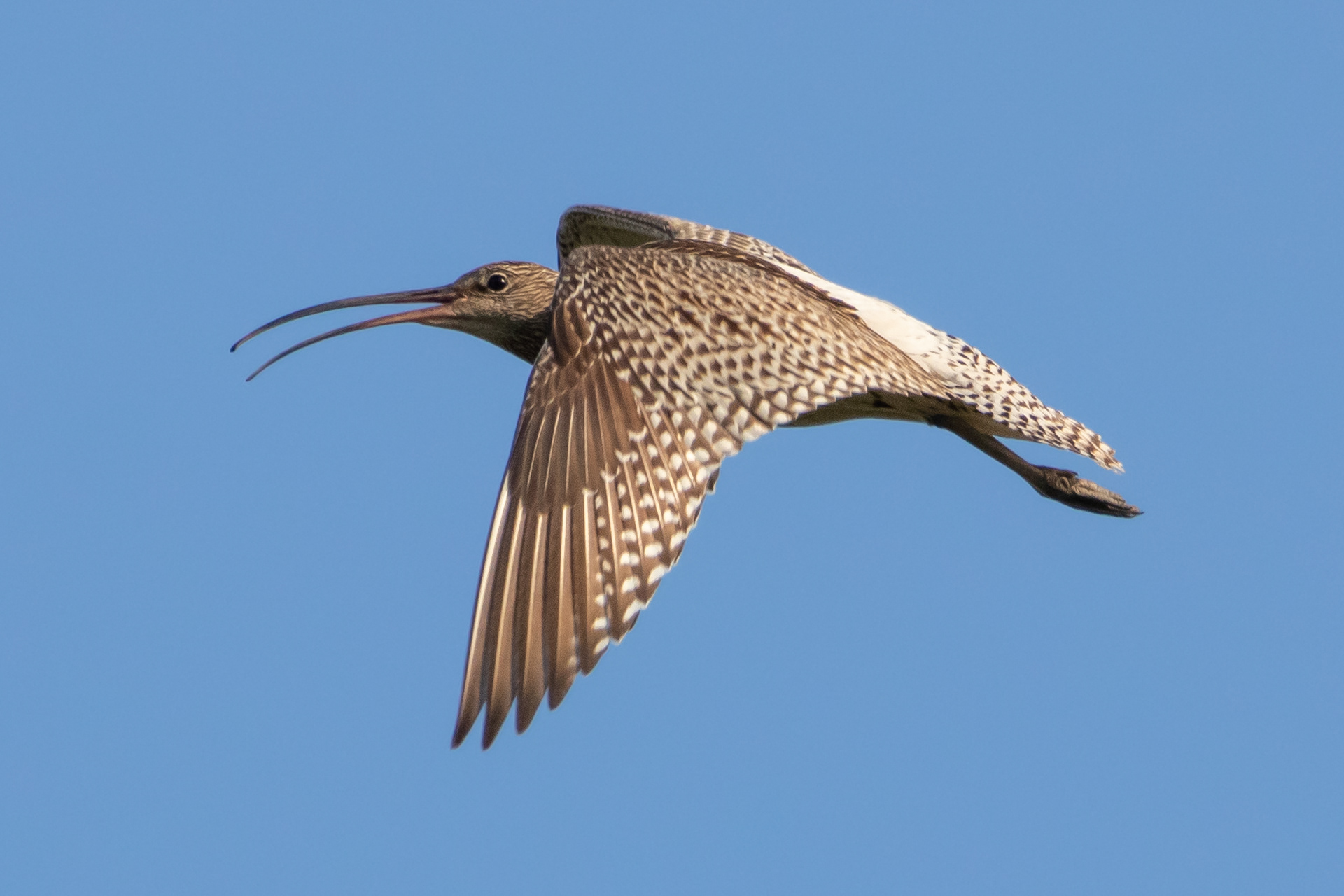 Curlew