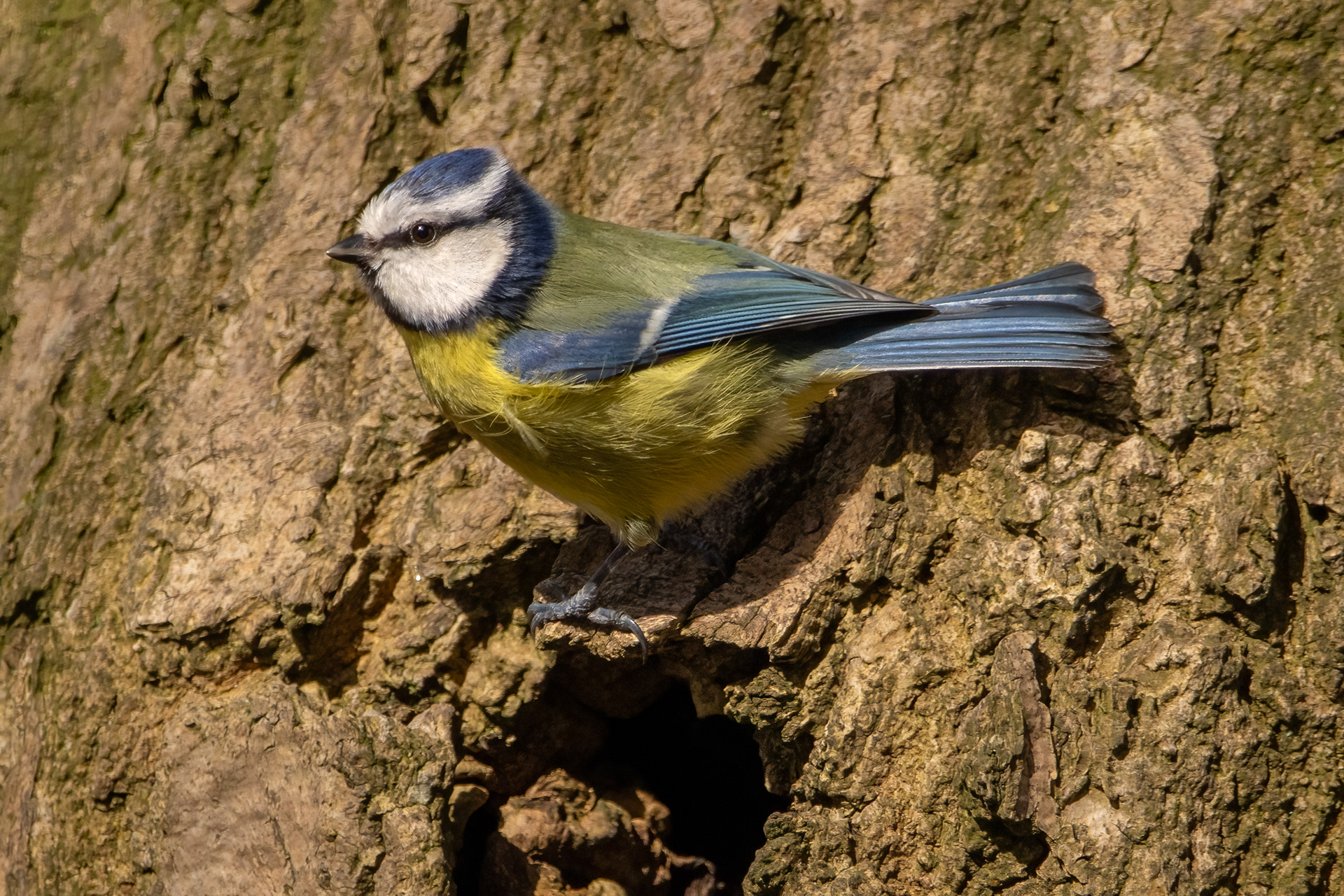 Blue Tit (above nest entrance)