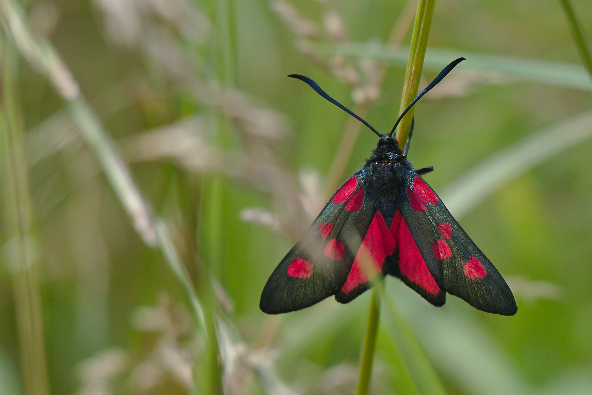 Five-spot Burnet Moth