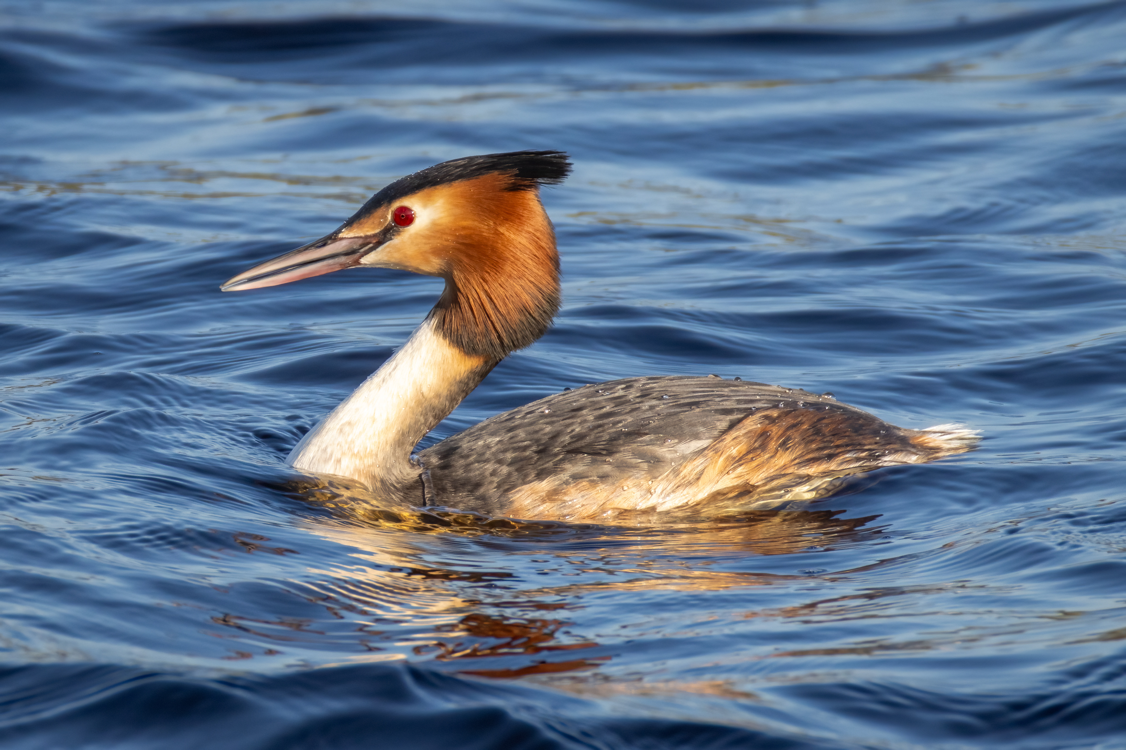 Great Crested Grebe