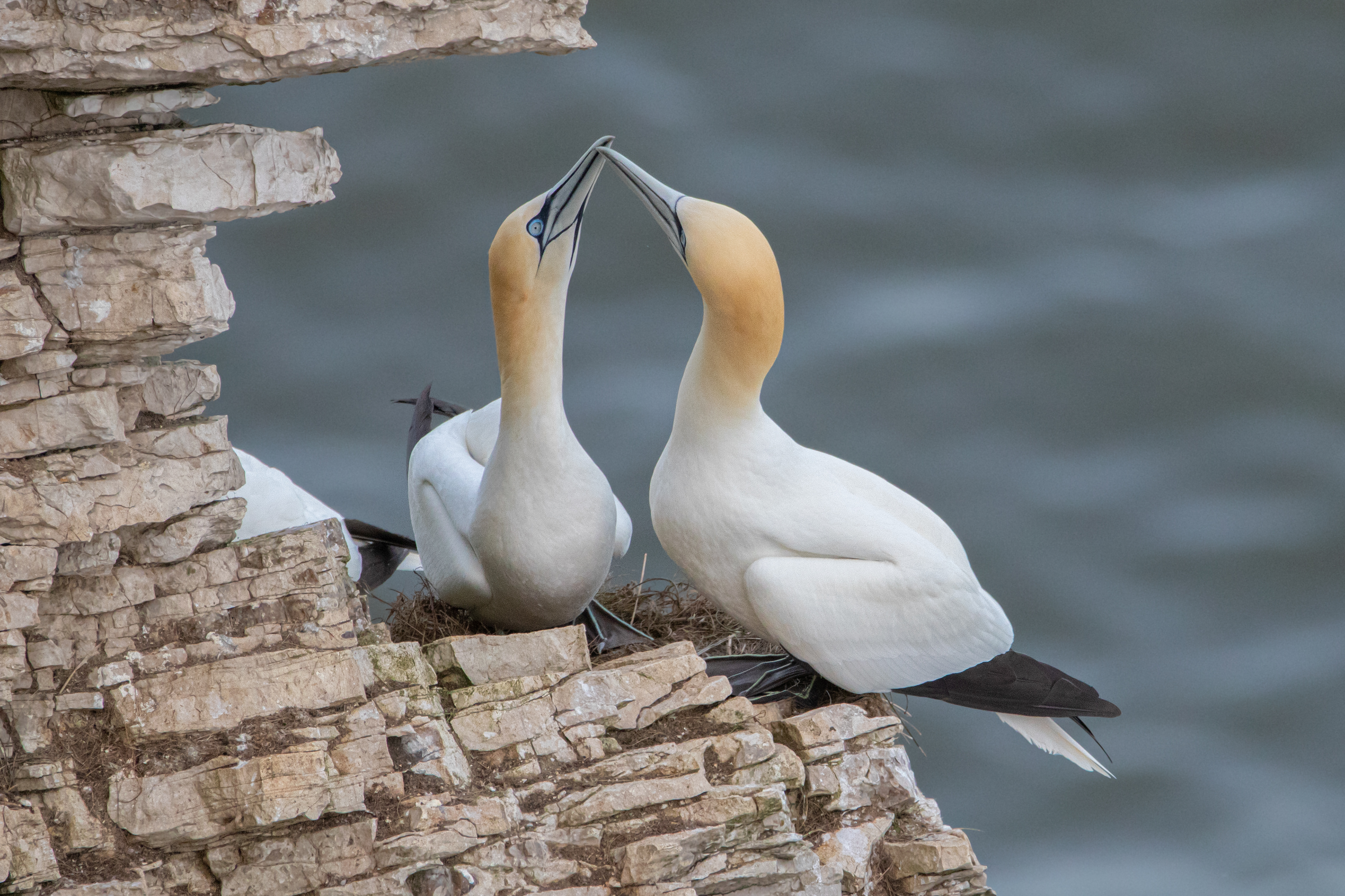 Gannets