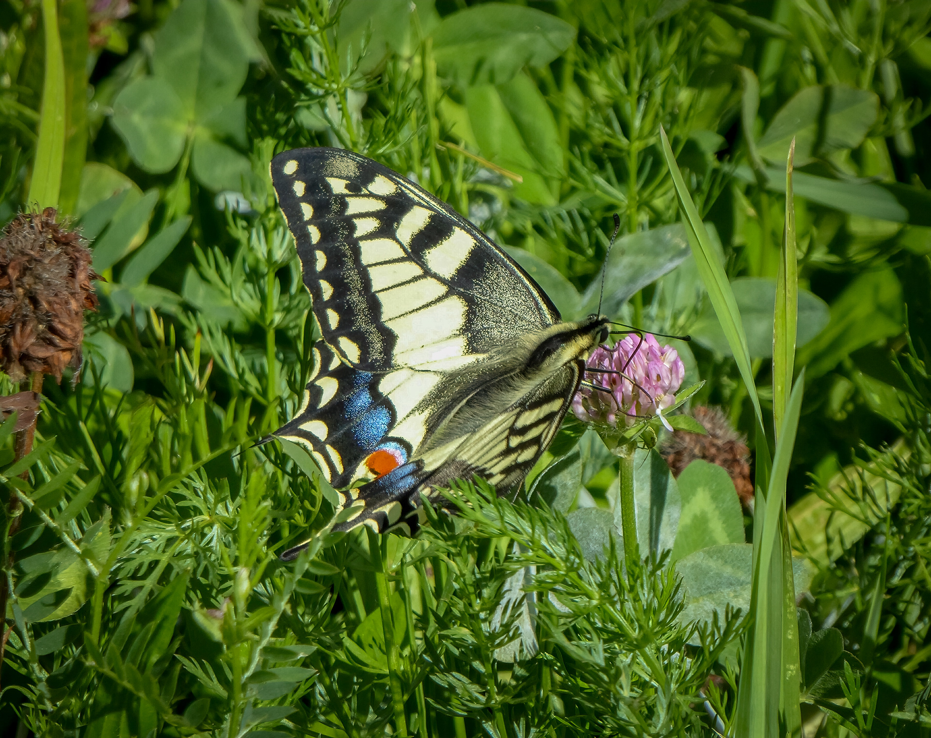 Swallowtail Butterfly (Switzerland)