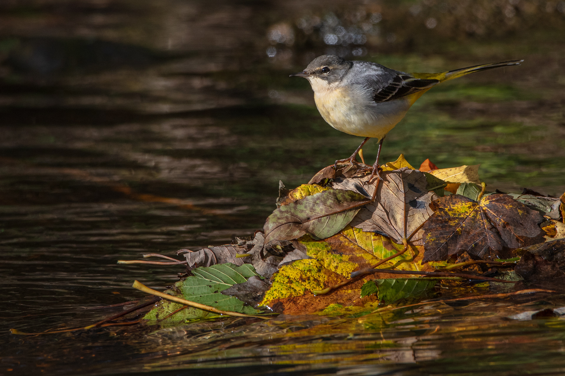 Grey Wagtail