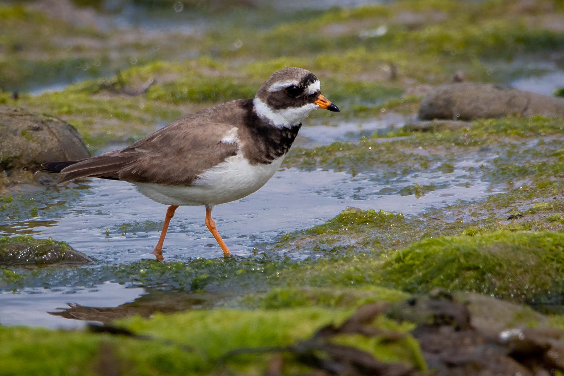 Ringed Plover