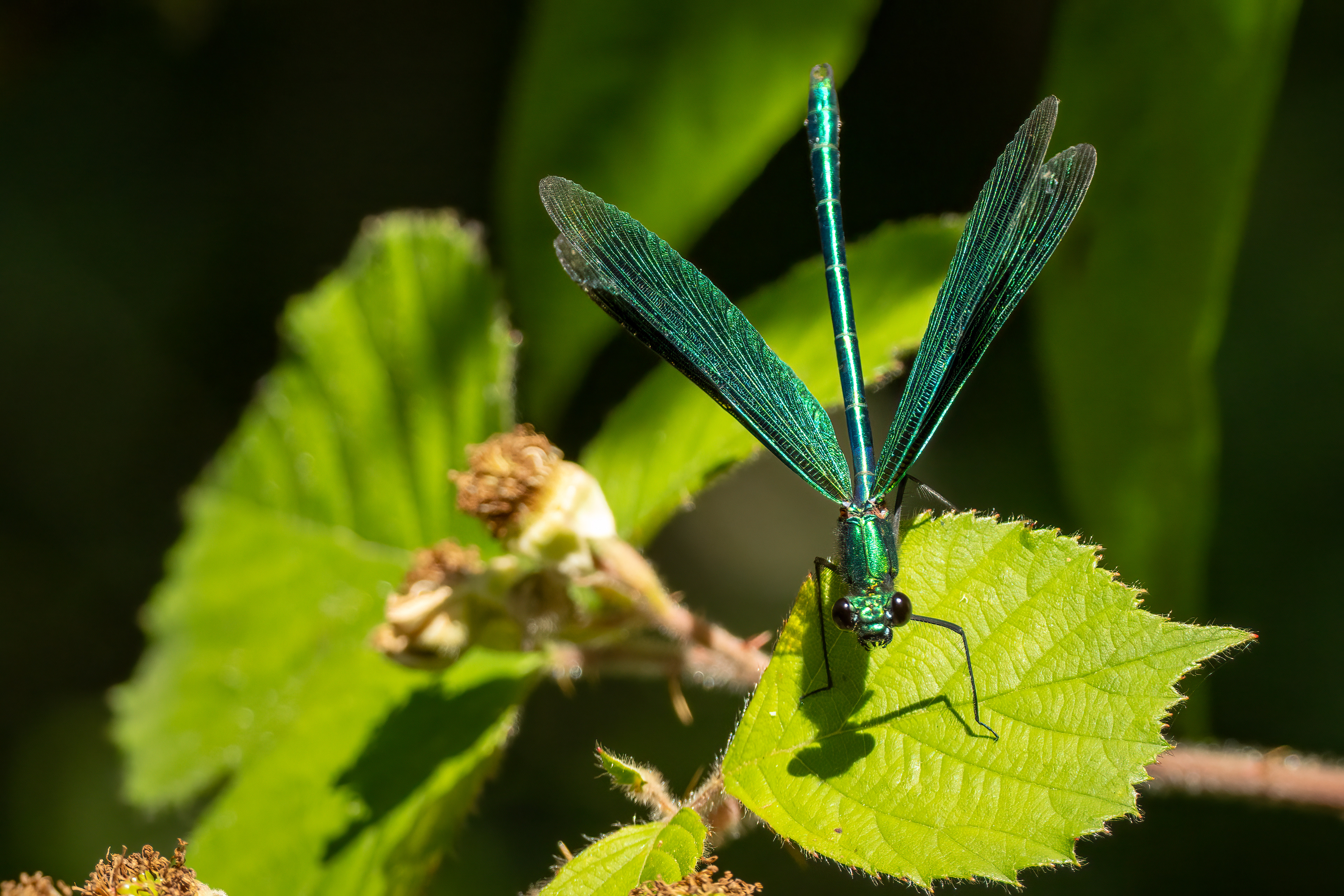 beautiful demoiselle