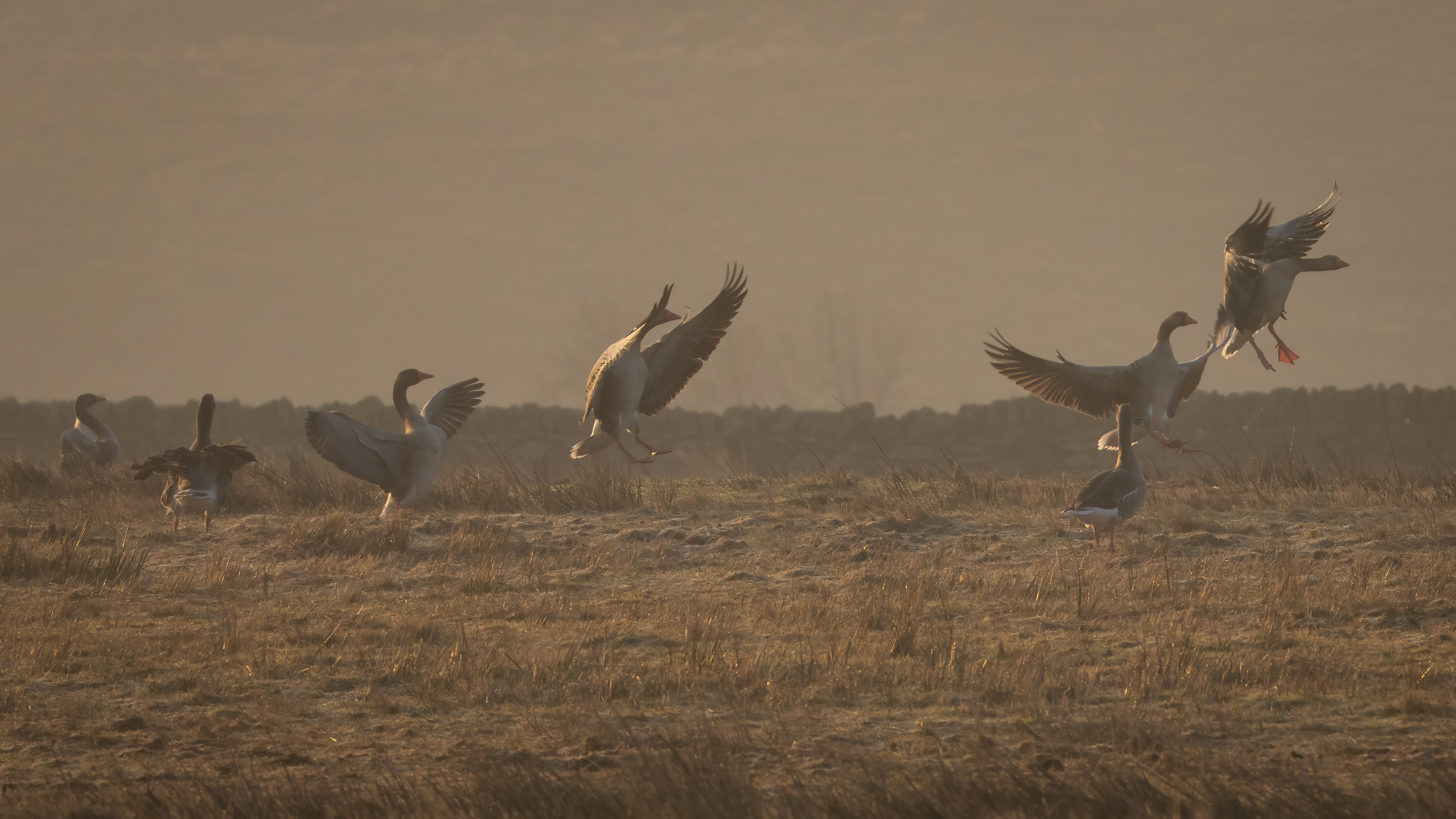Greylag geese
