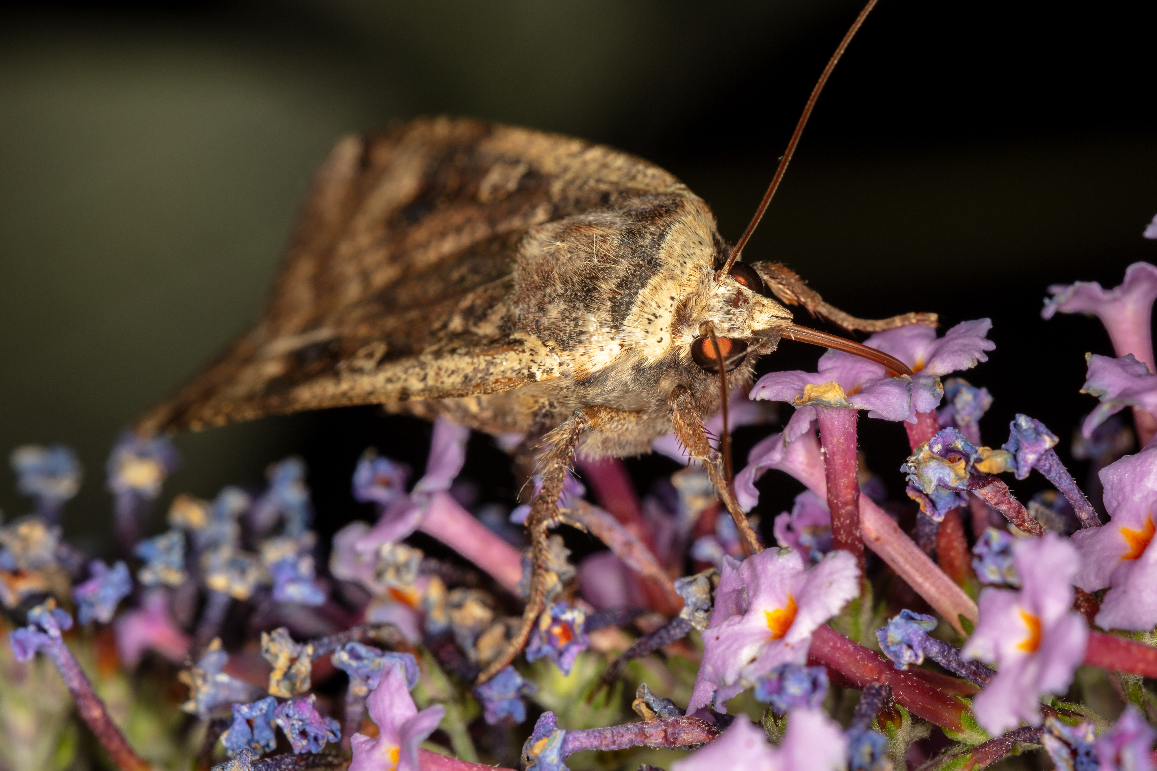 Large Yellow Underwing Moth