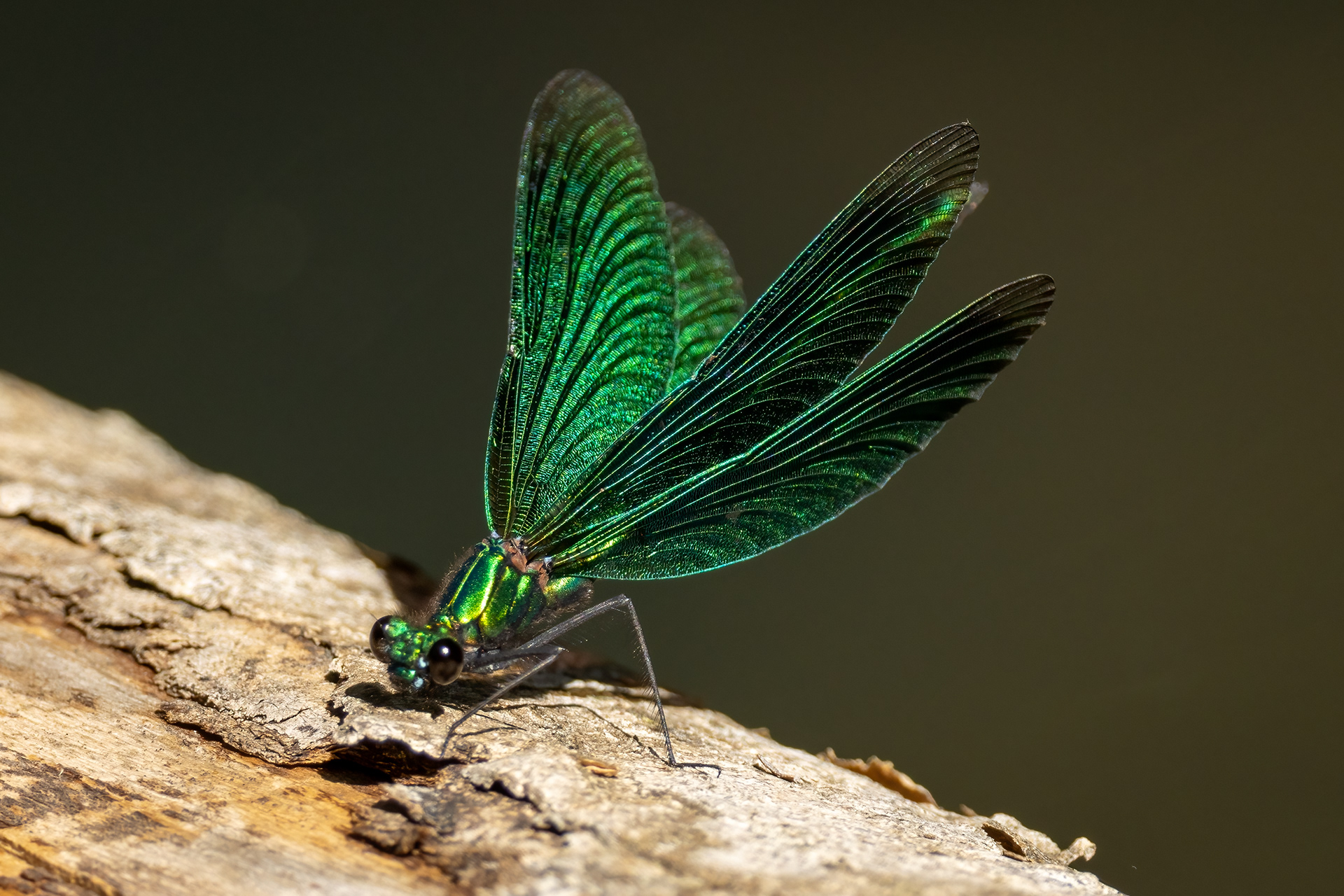Beautiful Demoiselle