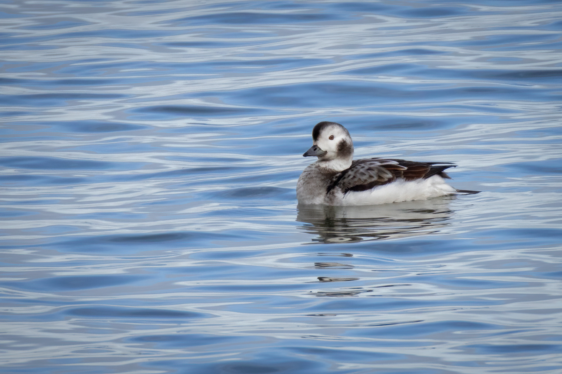 Long tailed duck (female)